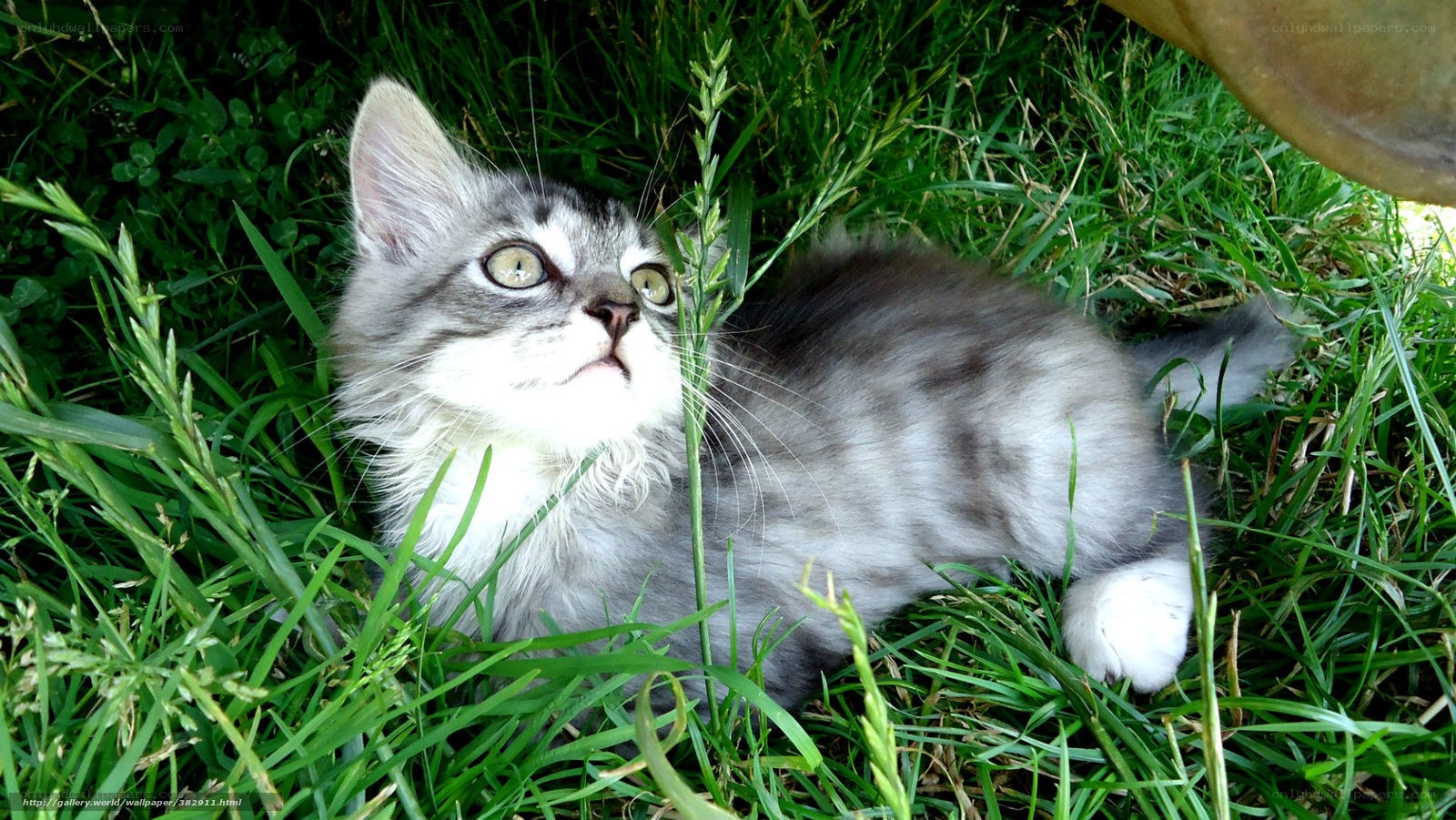 kitten in the grass