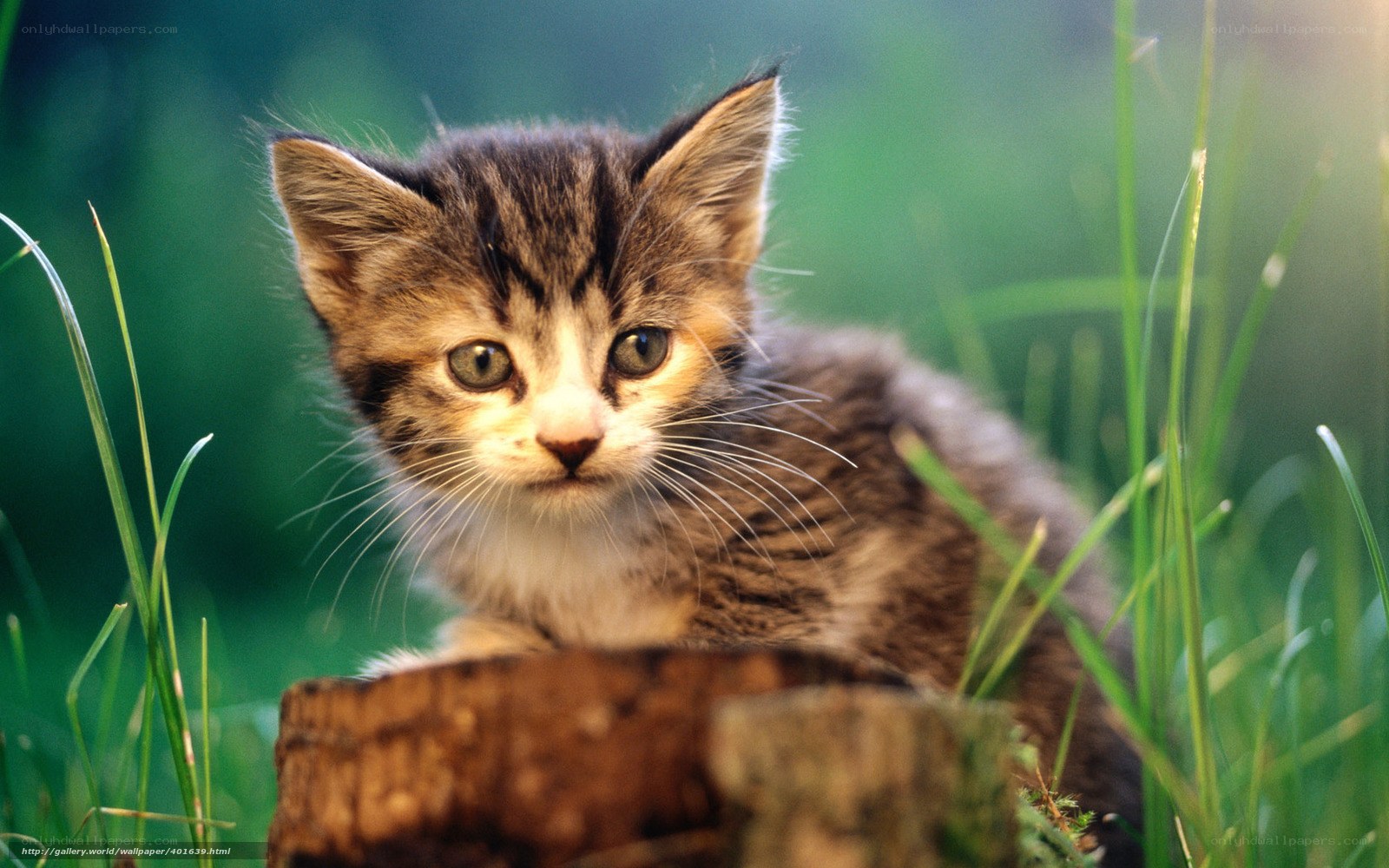 kitten in the grass