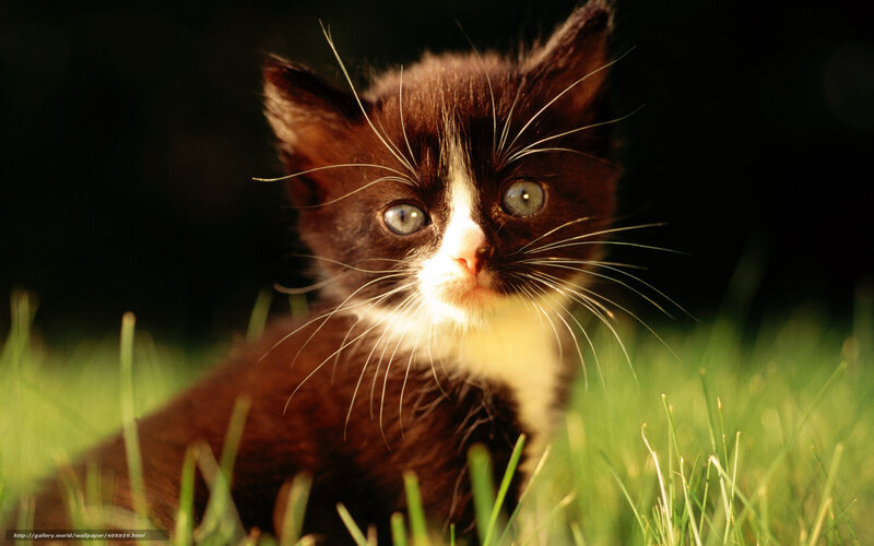 kitten in the grass