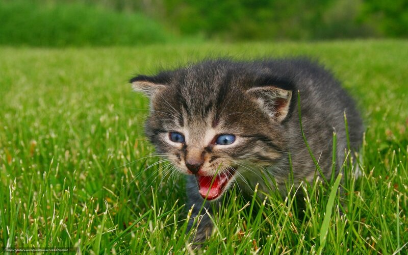 kitten in the grass