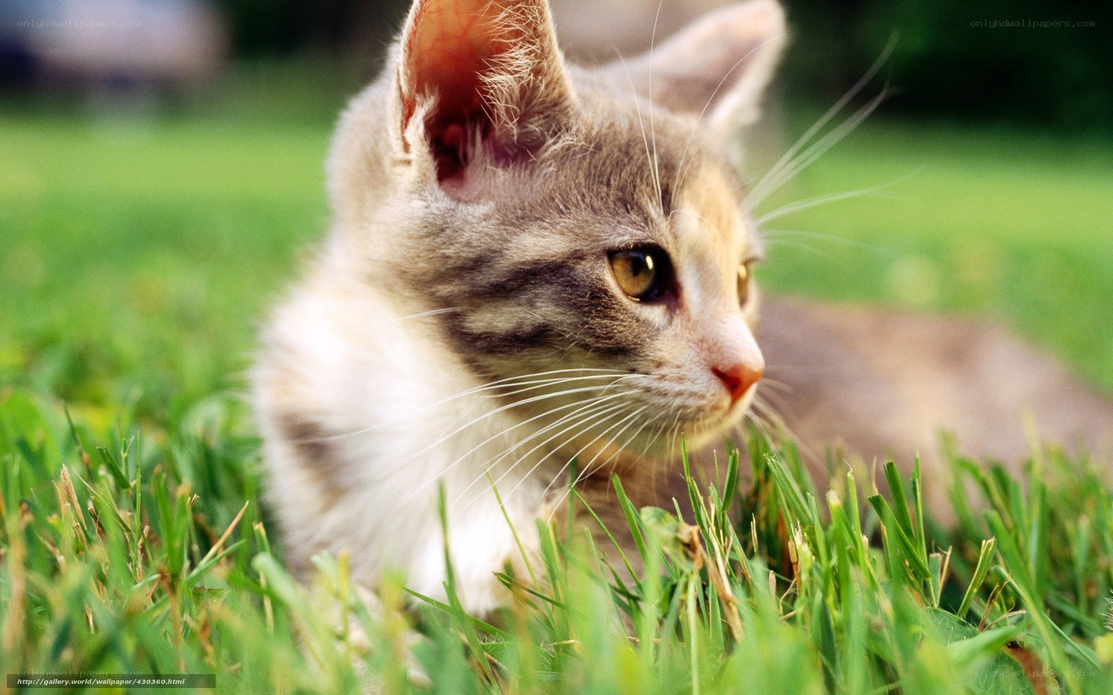 kitten in the grass