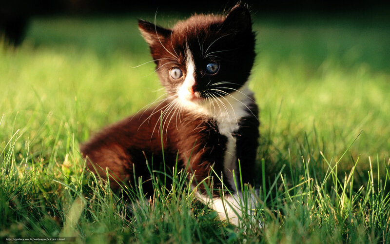 kitten in the grass