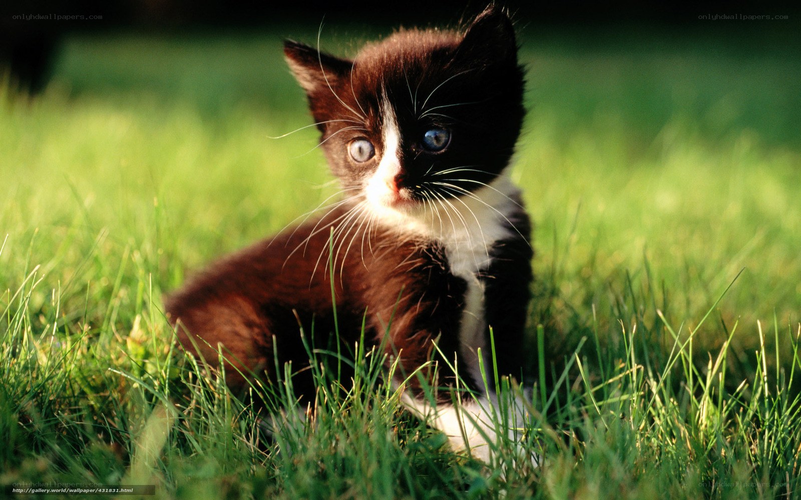 kitten in the grass