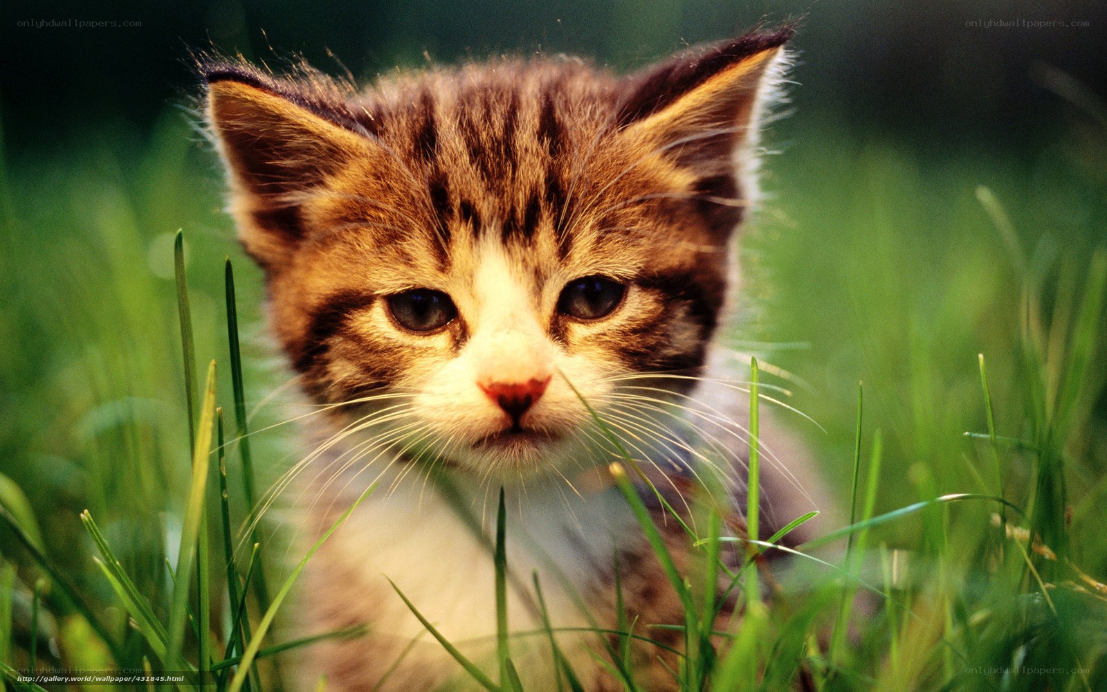 kitten in the grass