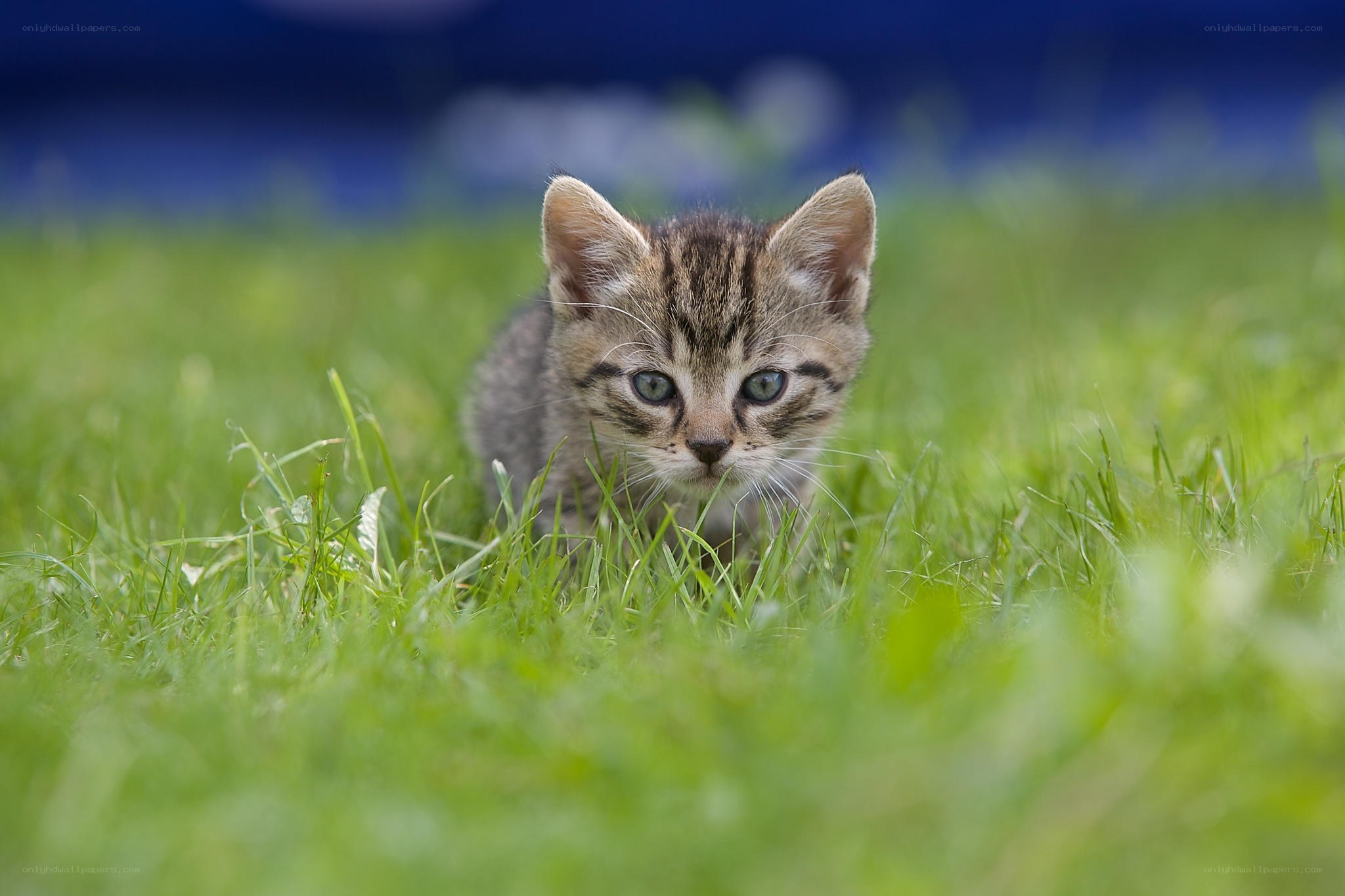 kitten in the grass