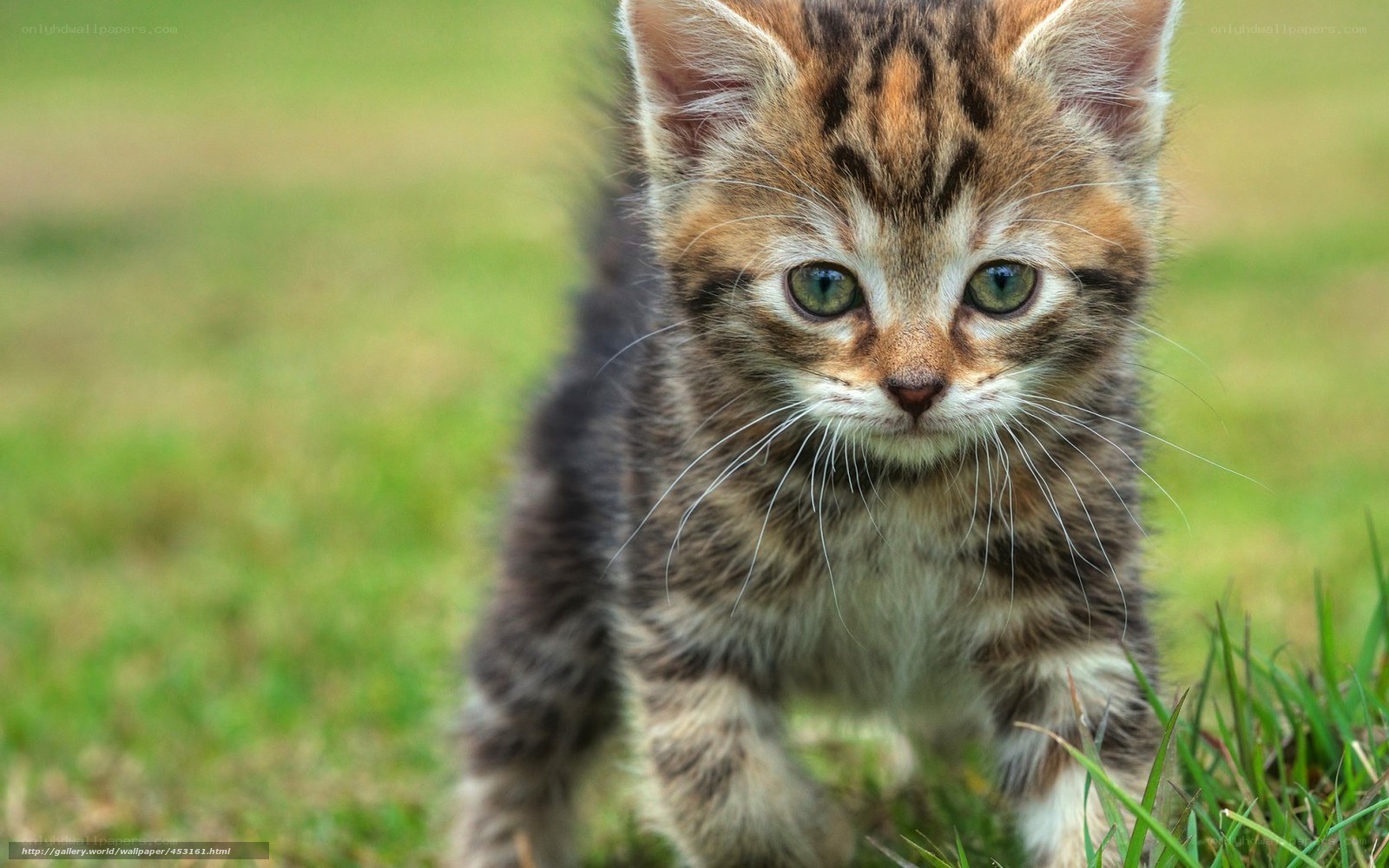 kitten in the grass