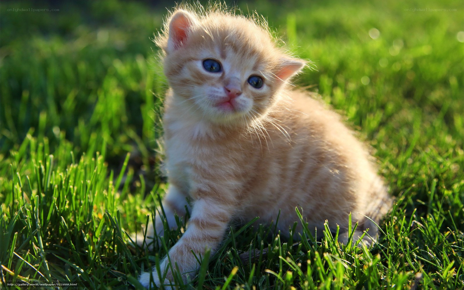 kitten in the grass