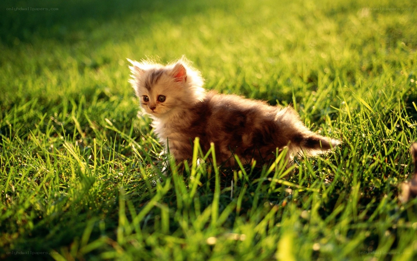 kitten in the grass