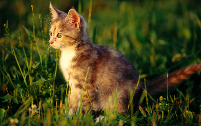 kitten in the grass