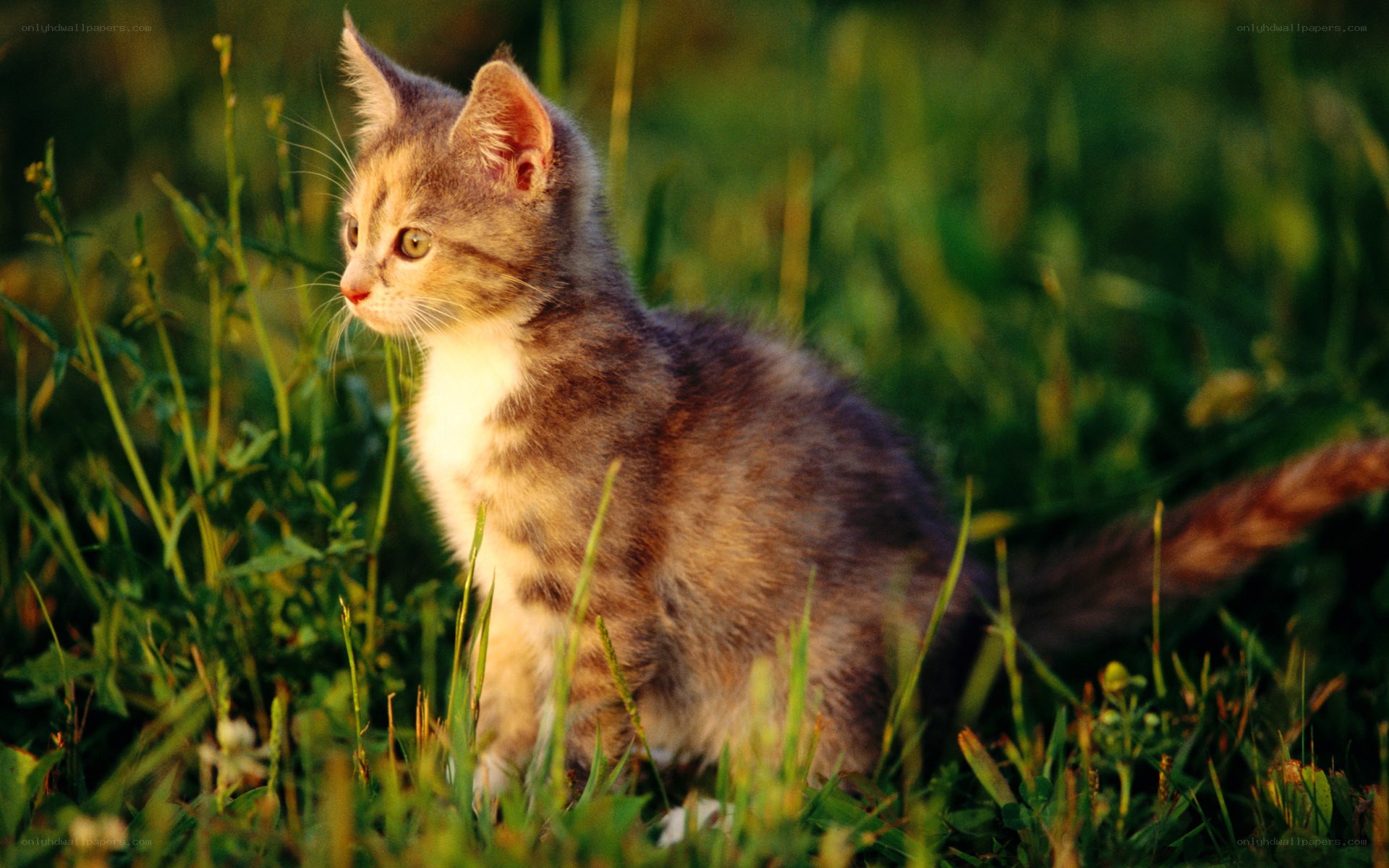 kitten in the grass