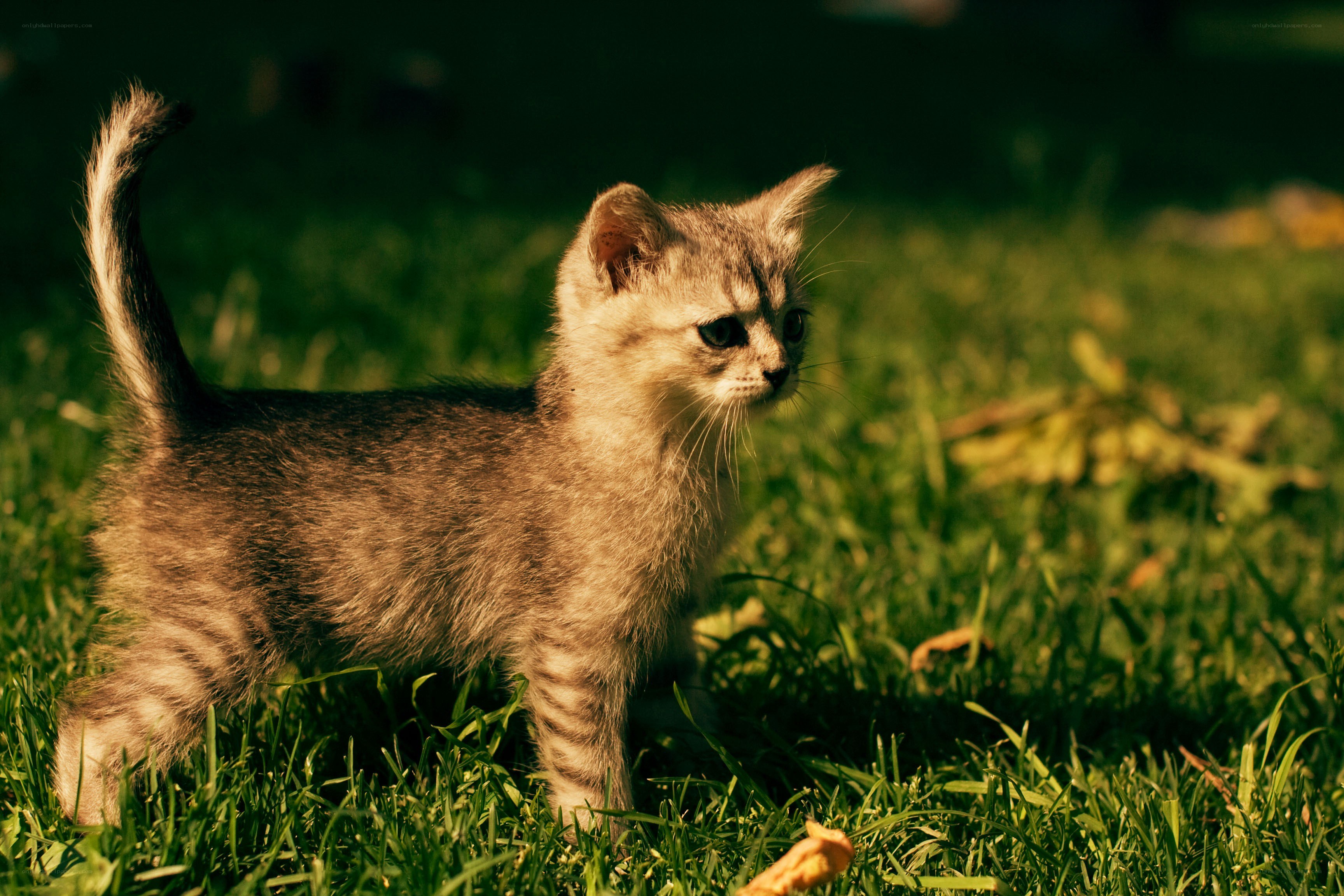 kitten in the grass