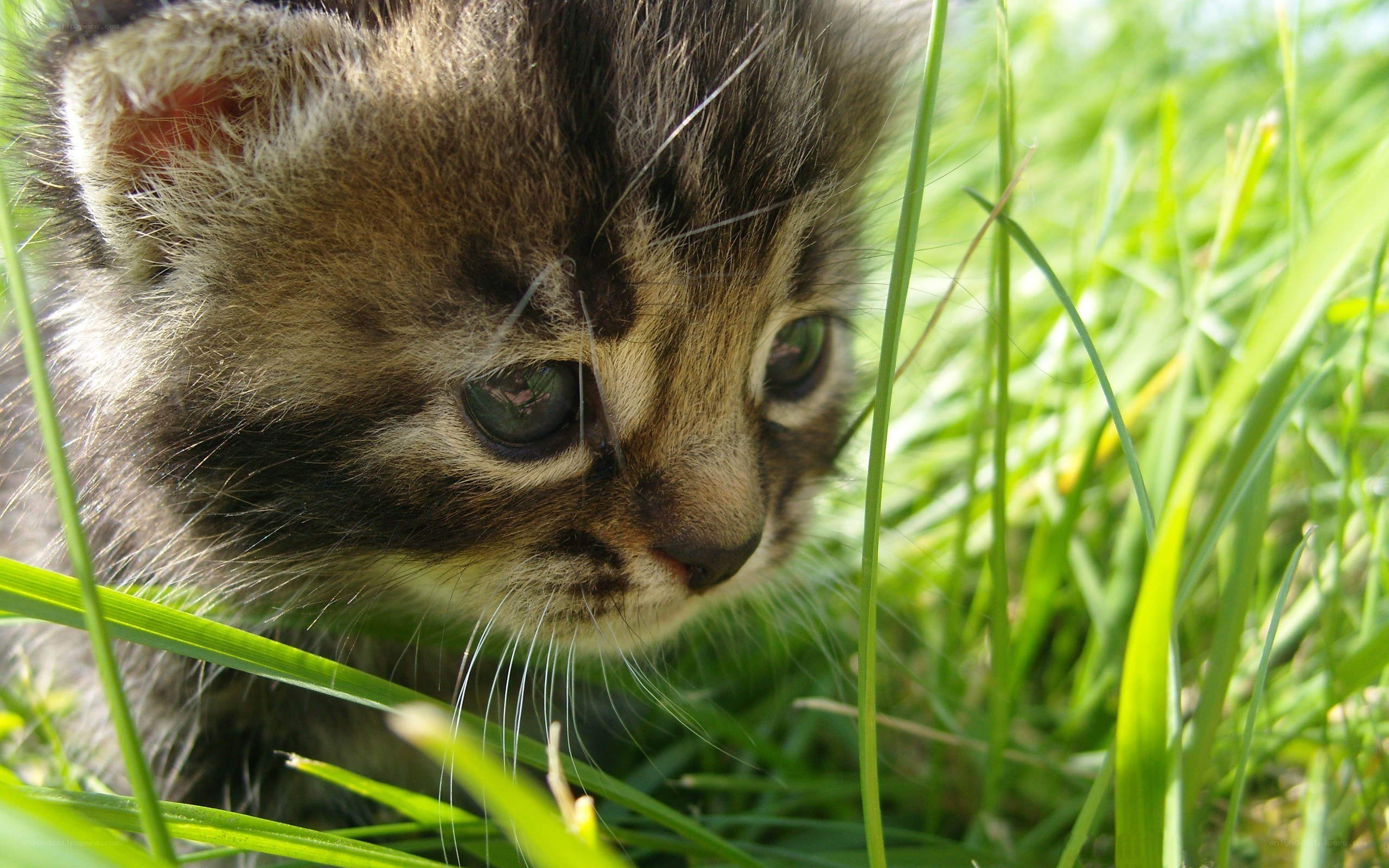 kitten in the grass