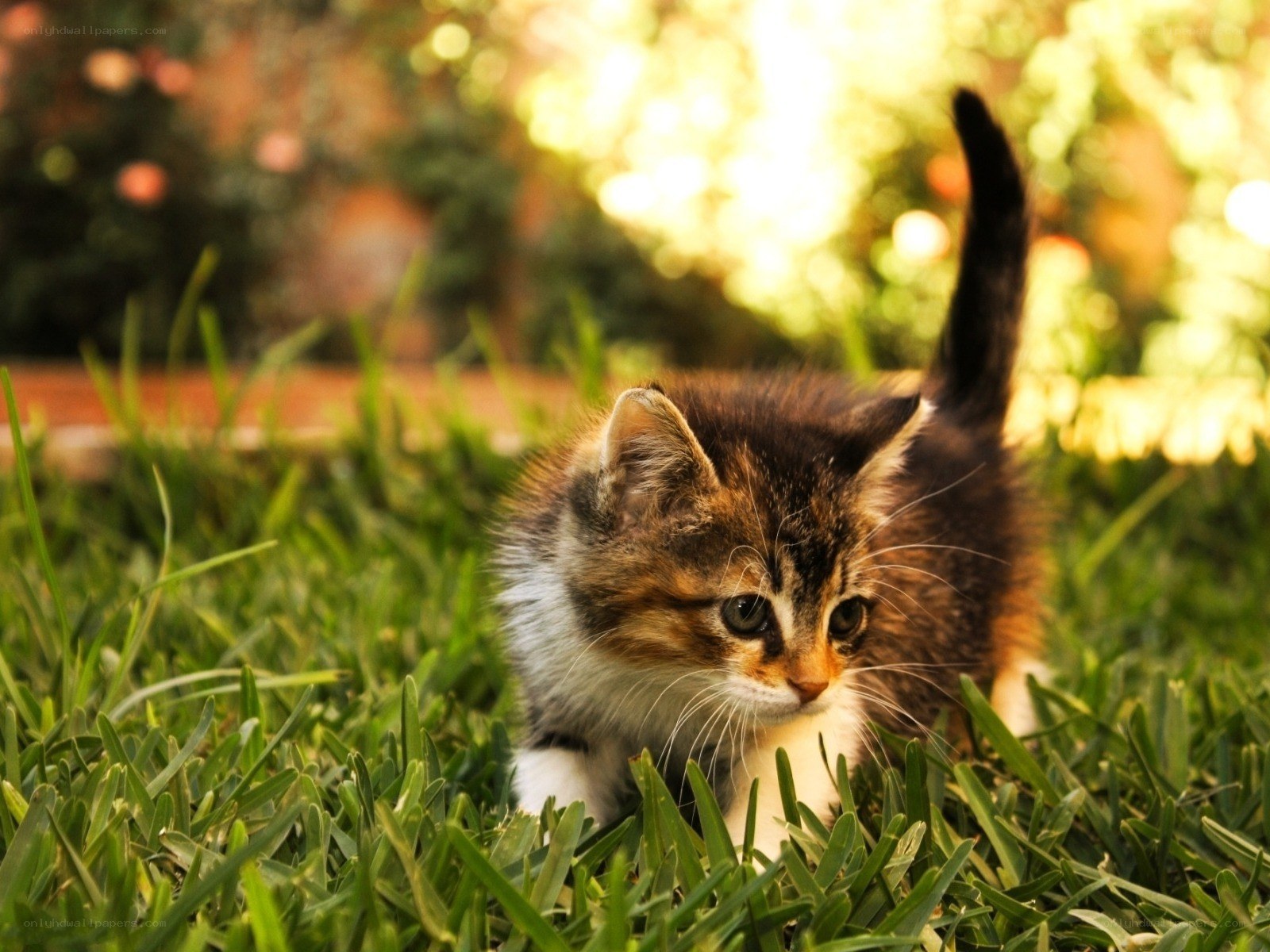 kitten in the grass