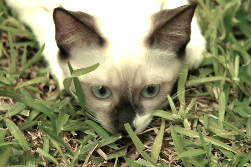 kitten in the grass