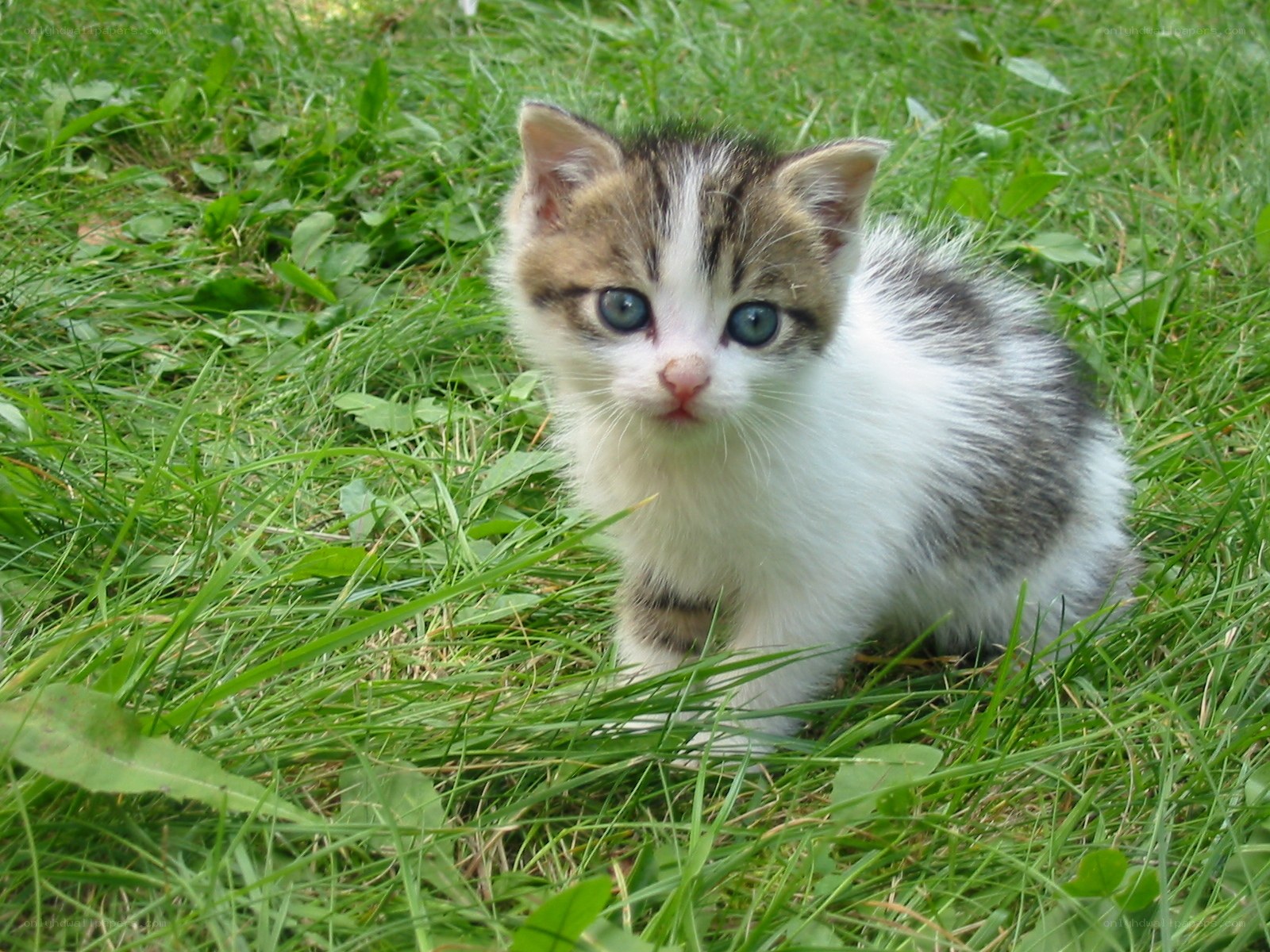kitten in the grass