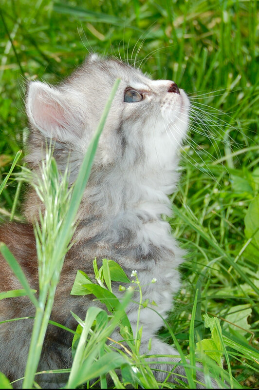 kitten in the grass