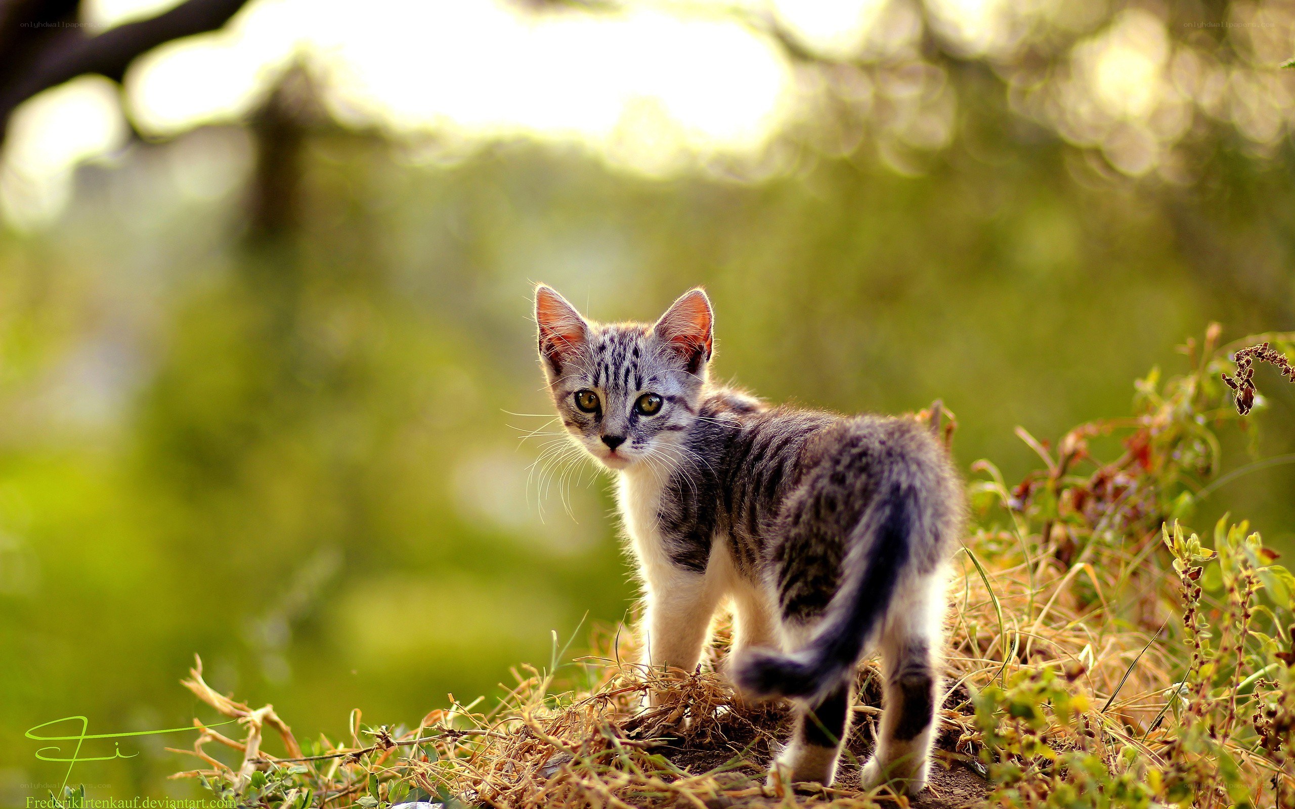 kitten in the grass