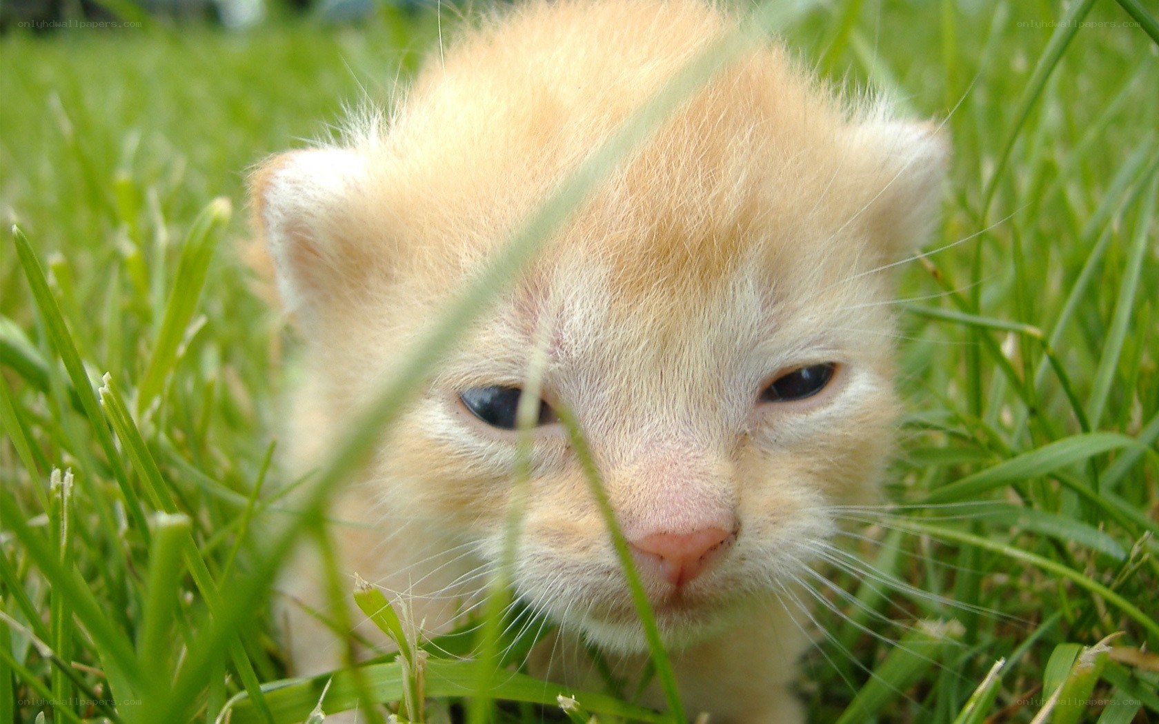 kitten in the grass