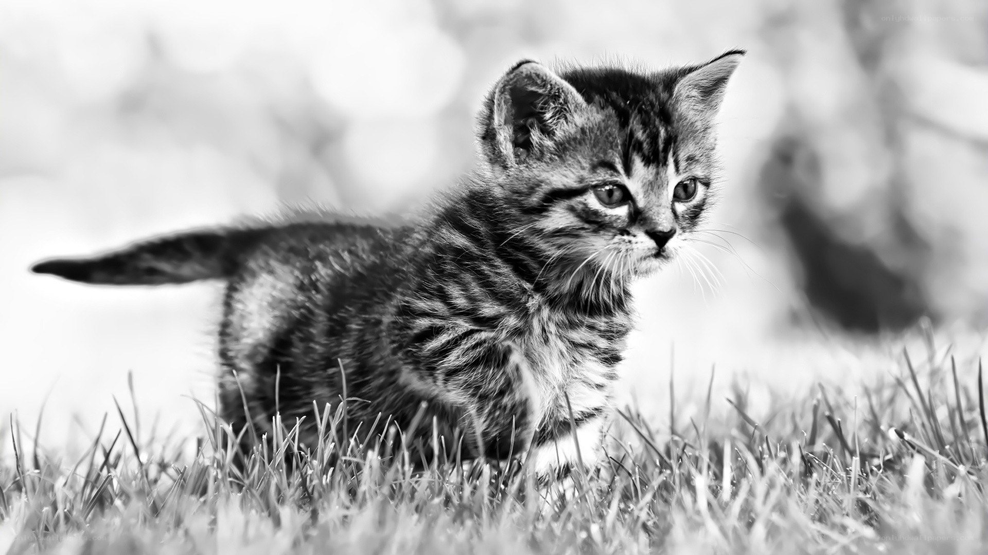 kitten in the grass