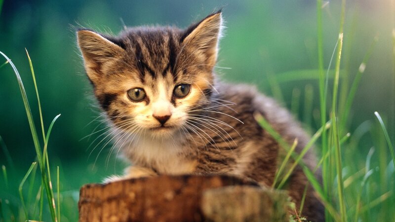 kitten in the grass