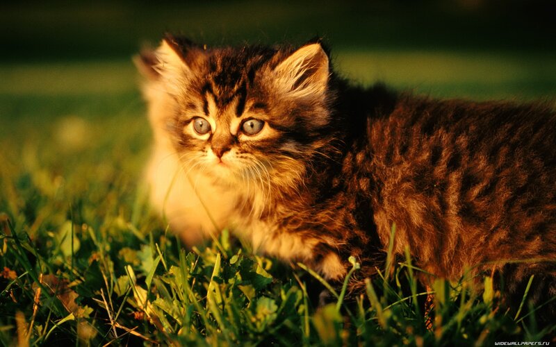 kitten in the grass