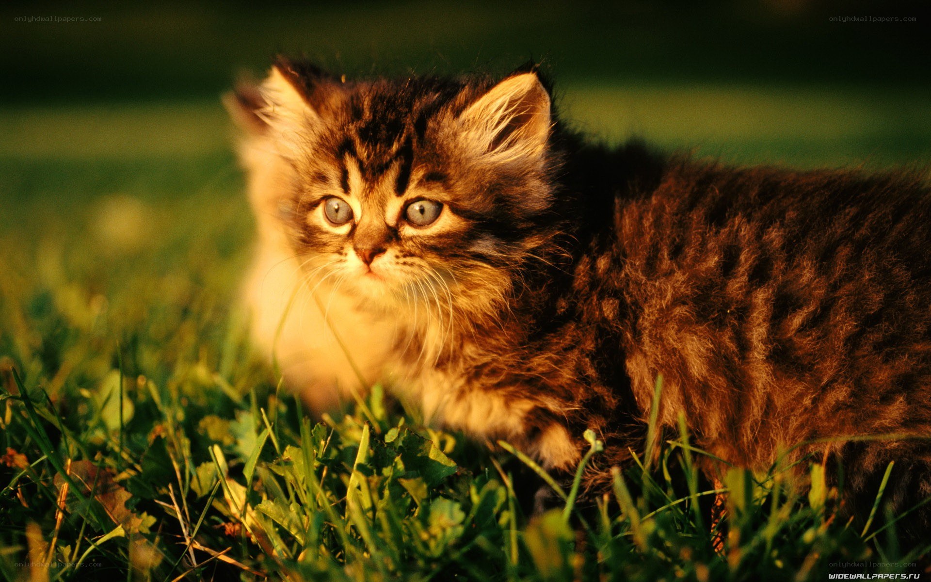 kitten in the grass