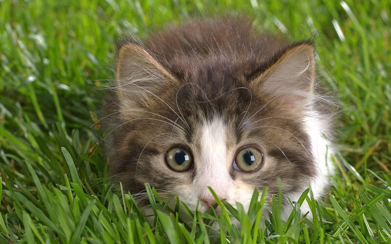 kitten in the grass