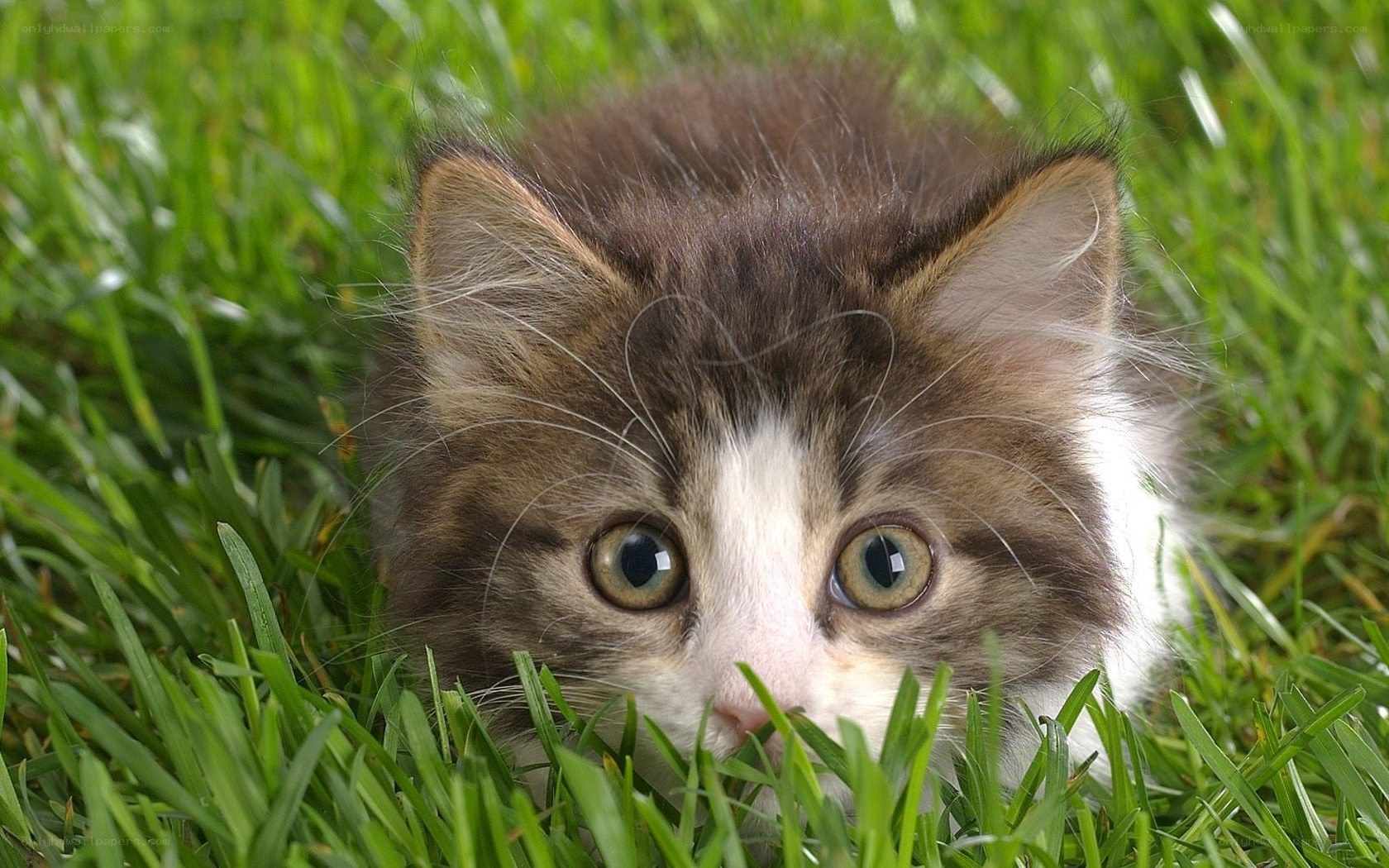 kitten in the grass