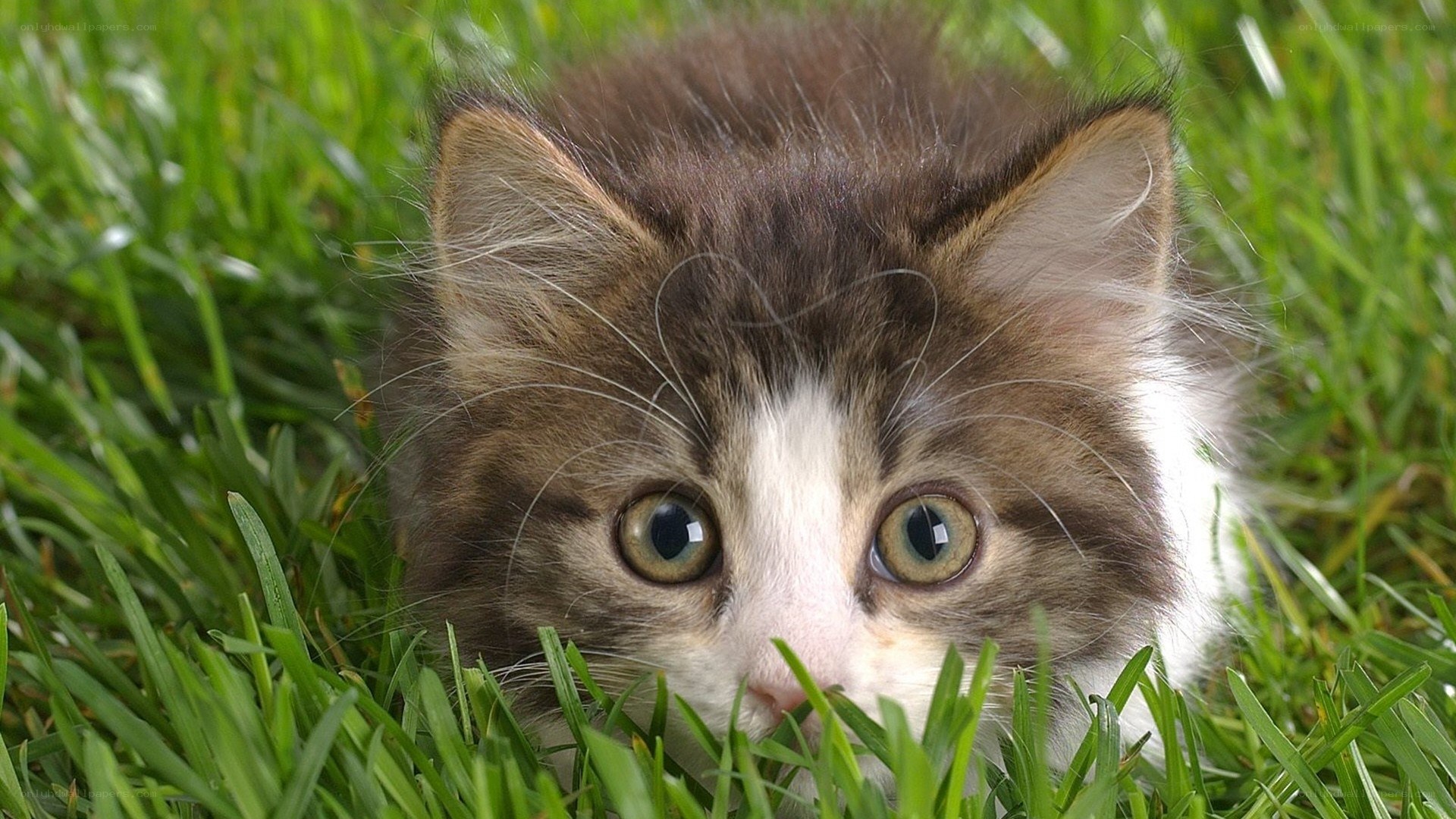 kitten in the grass