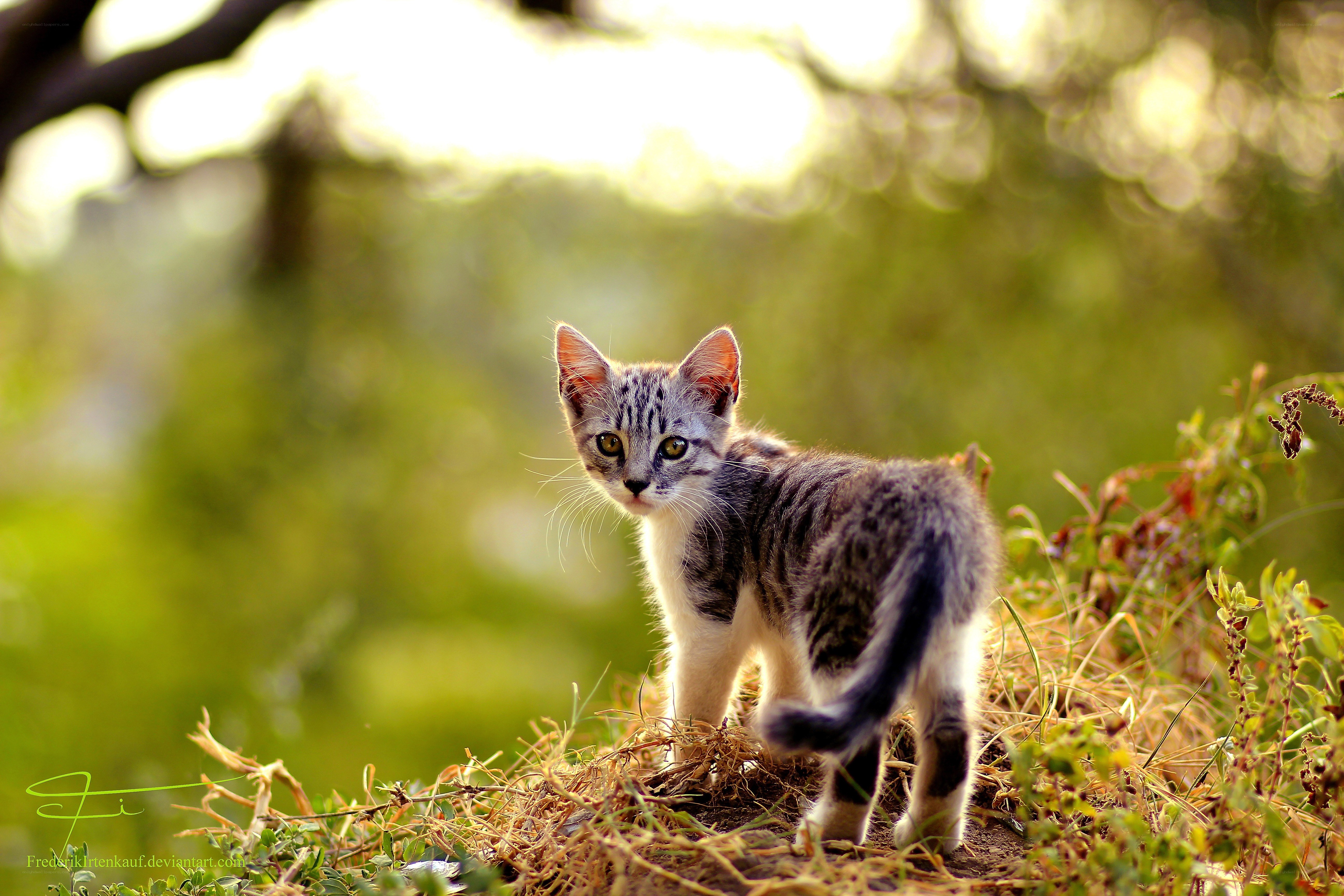 kitten in the grass