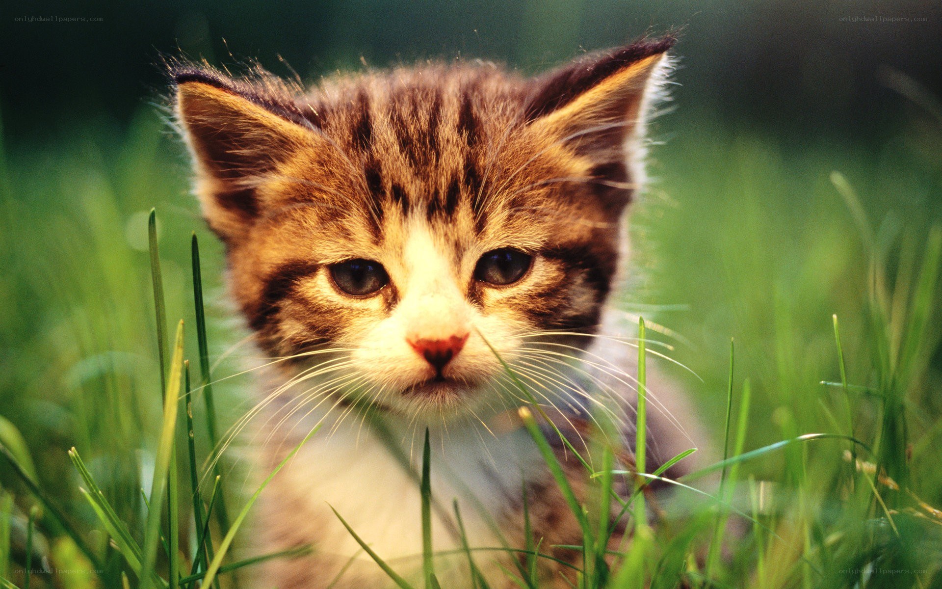 kitten in the grass