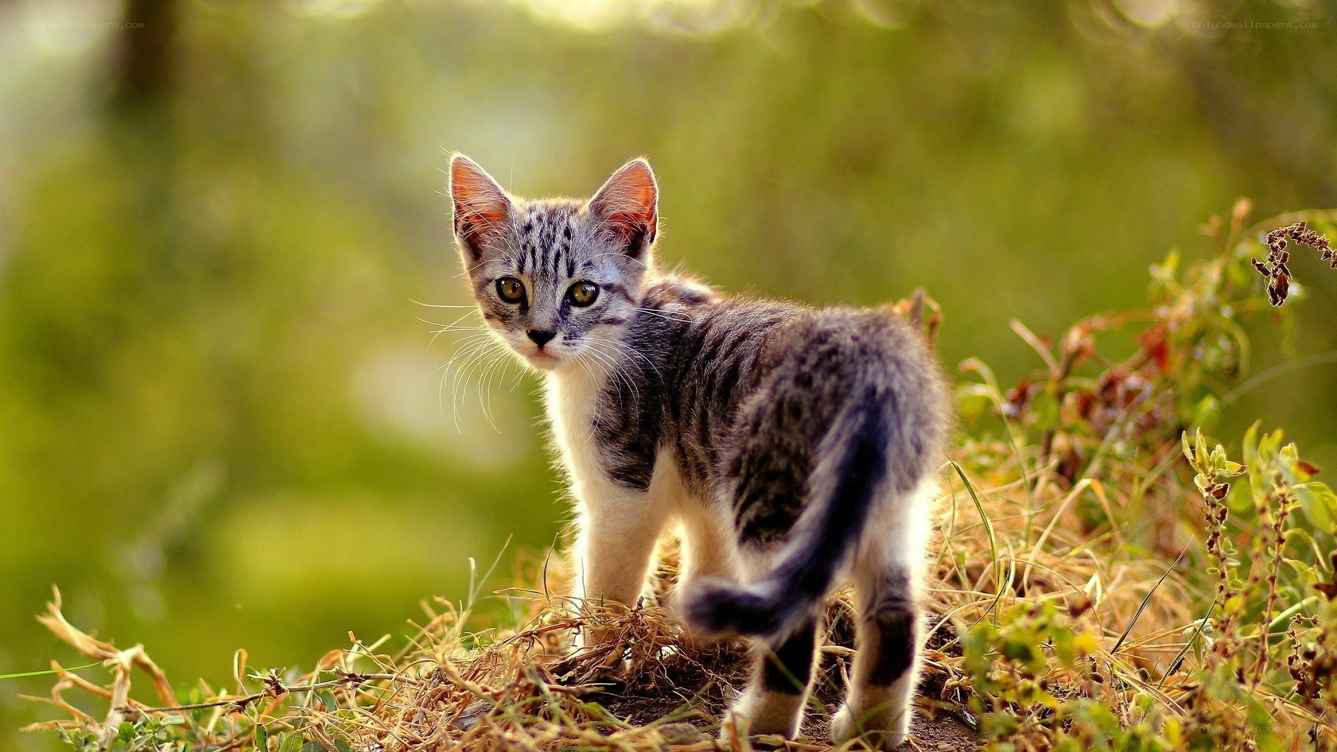 kitten in the grass