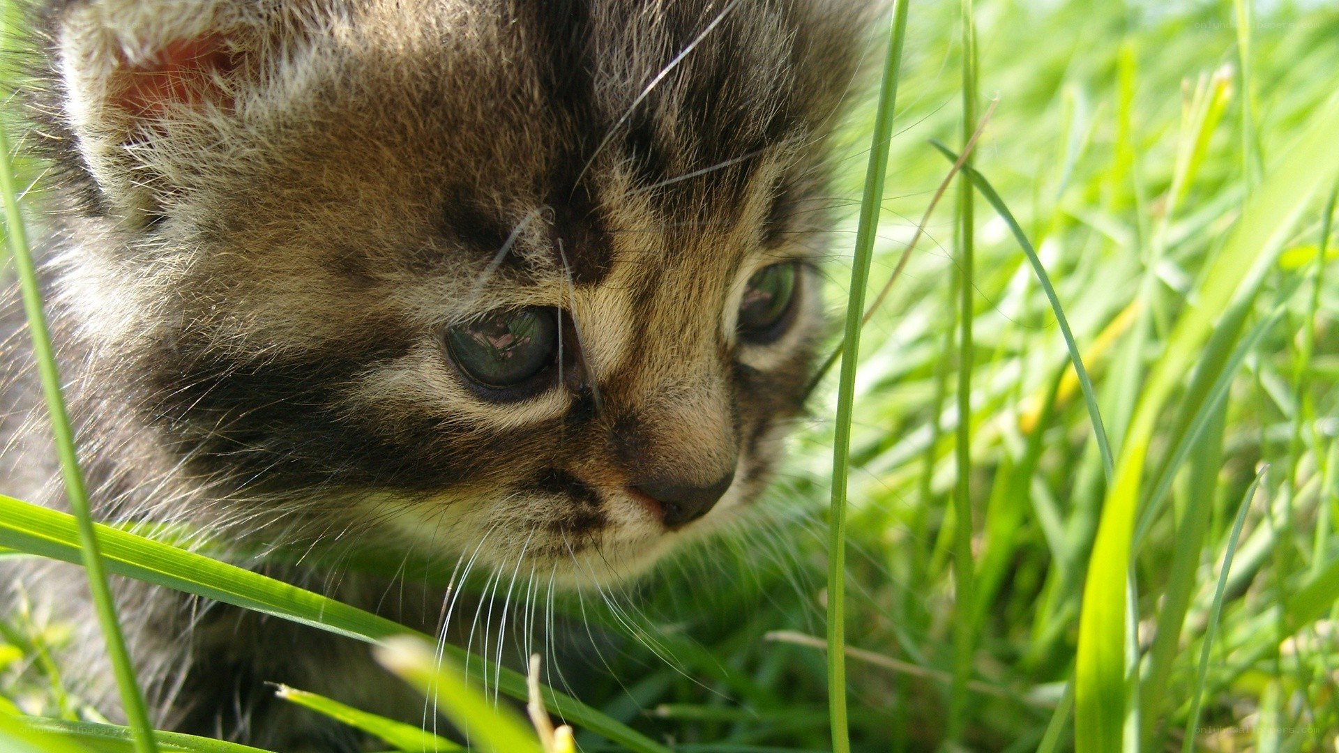 kitten in the grass