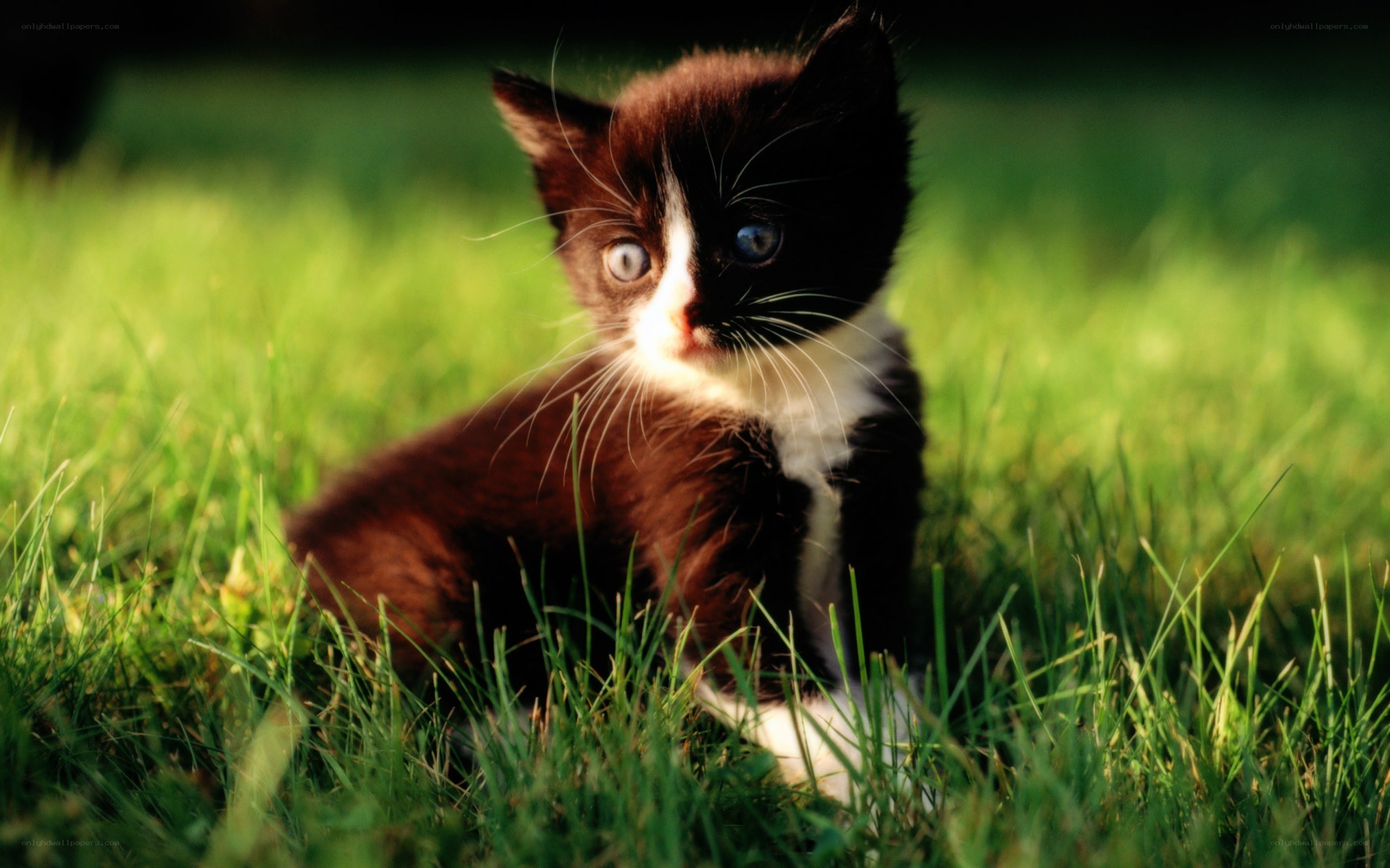 kitten in the grass