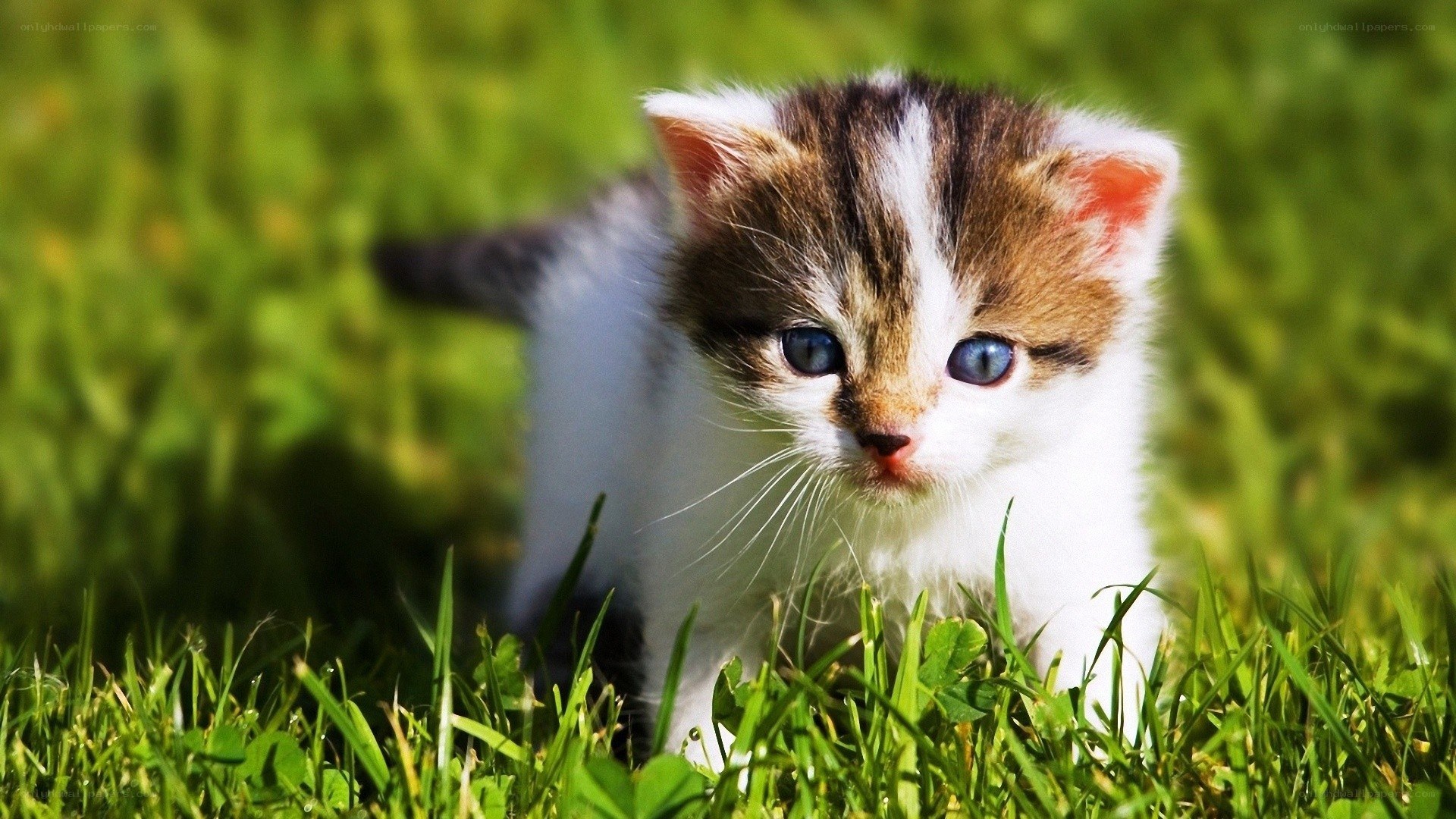 kitten in the grass