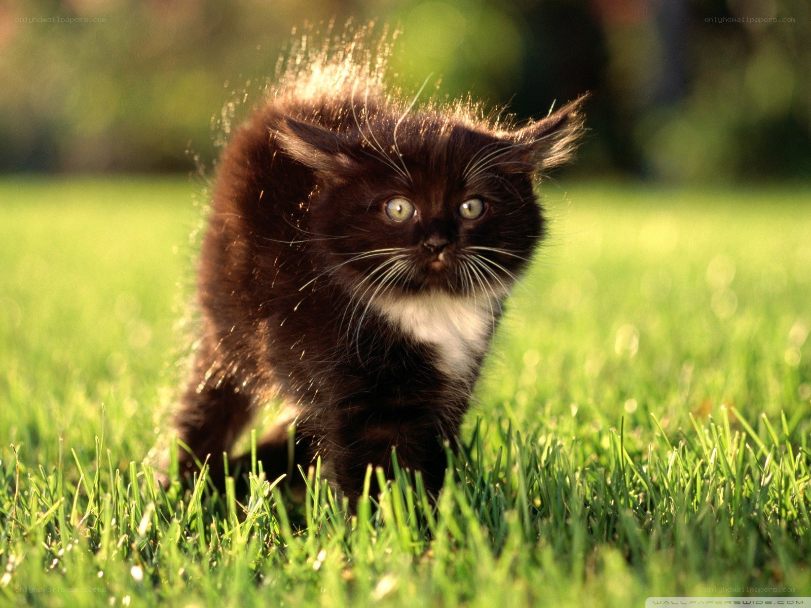 kitten in the grass