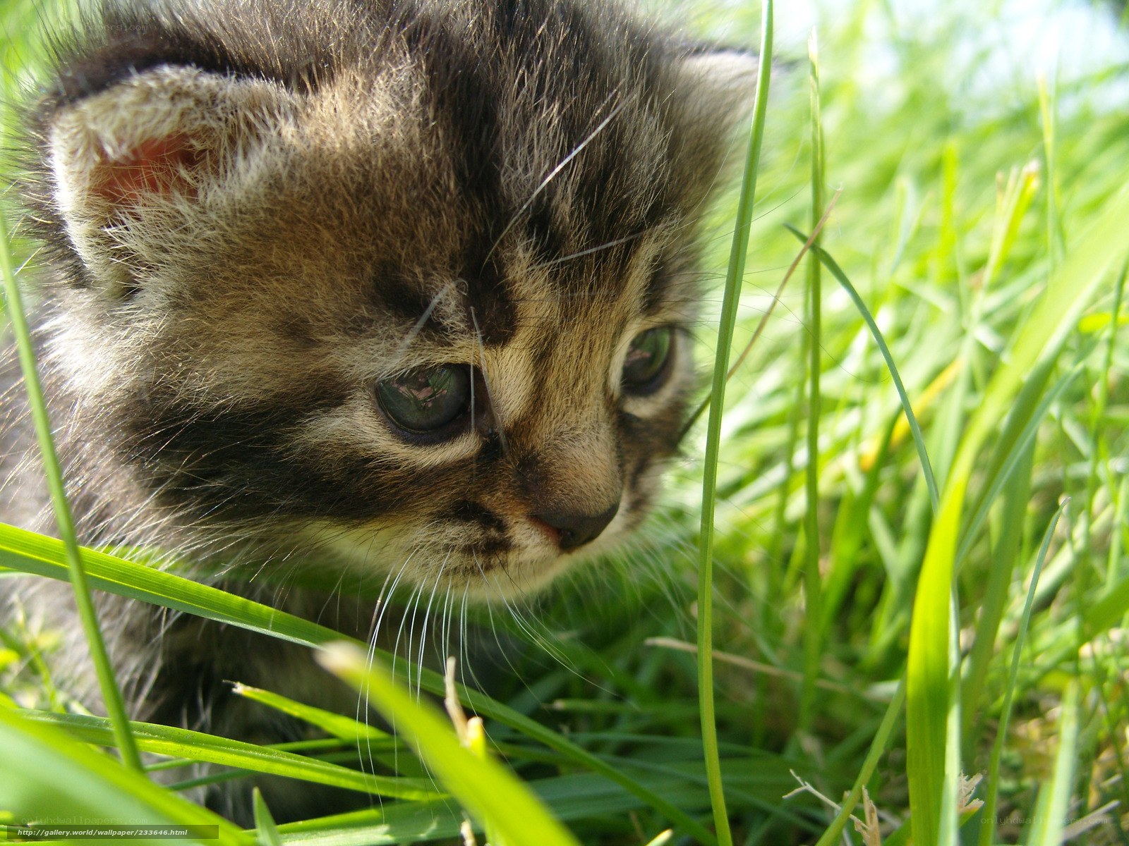 kitten in the grass