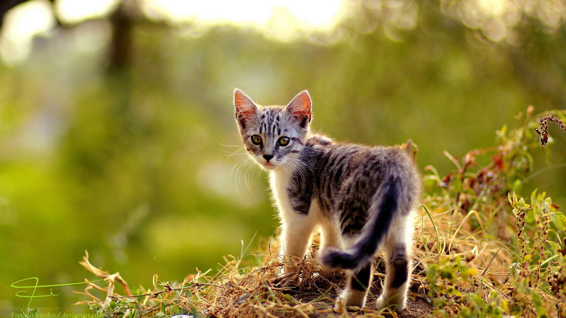 kitten in the grass