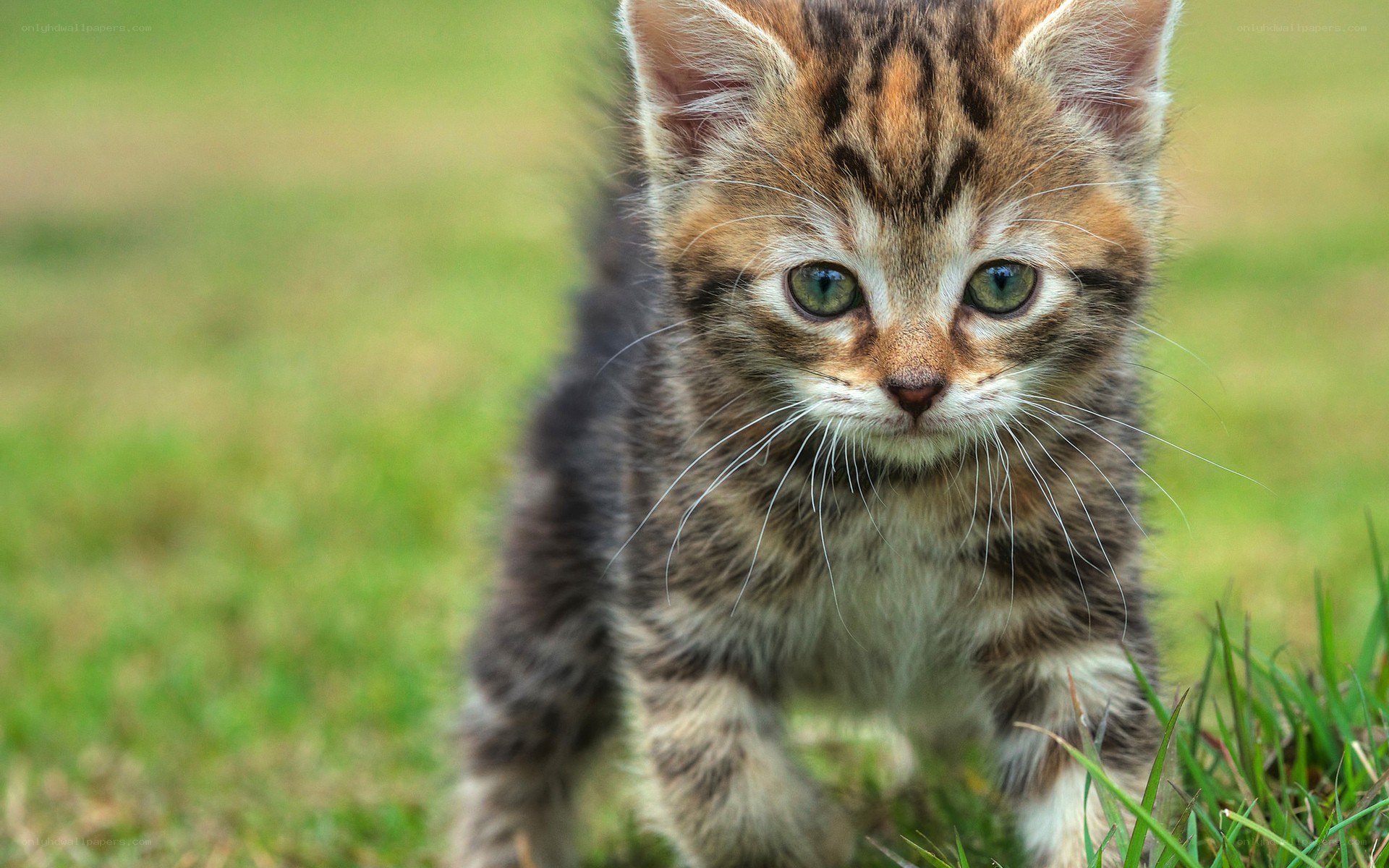 kitten in the grass