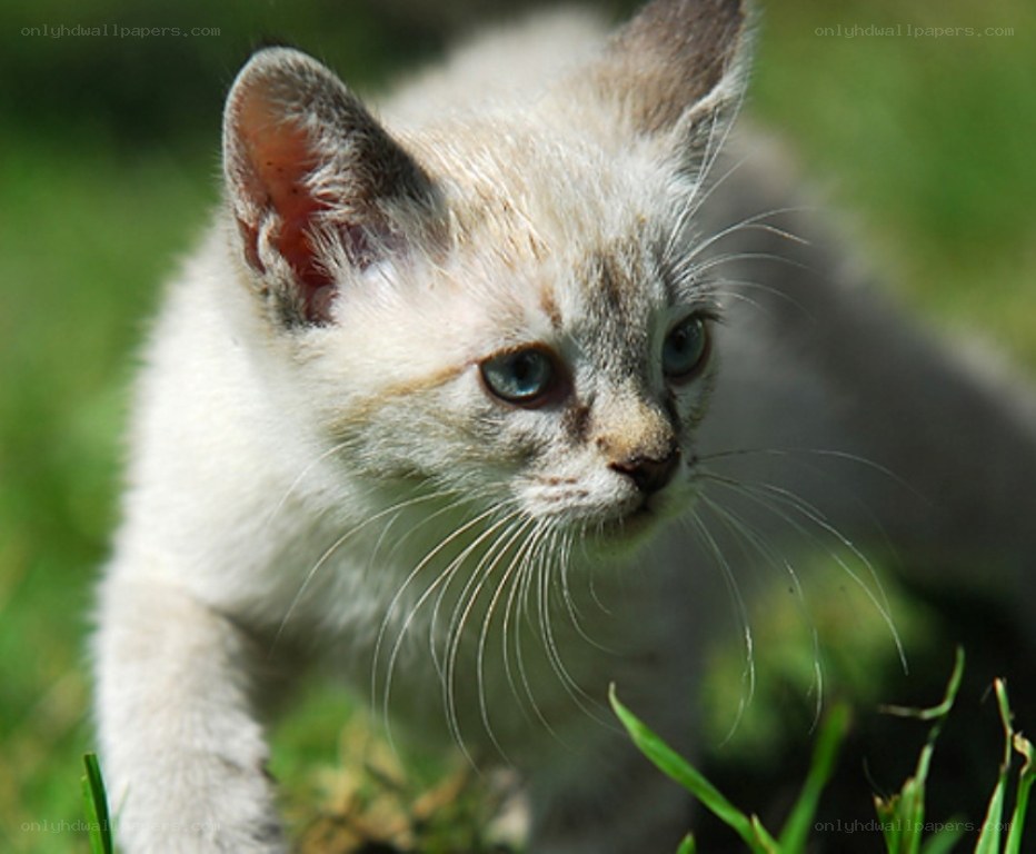 kitten in the grass