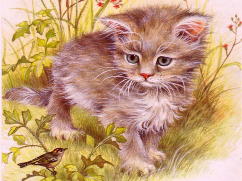 kitten in the grass