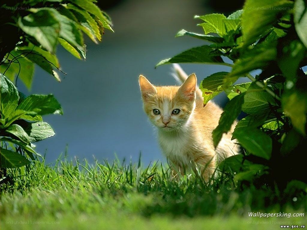 kitten in the grass