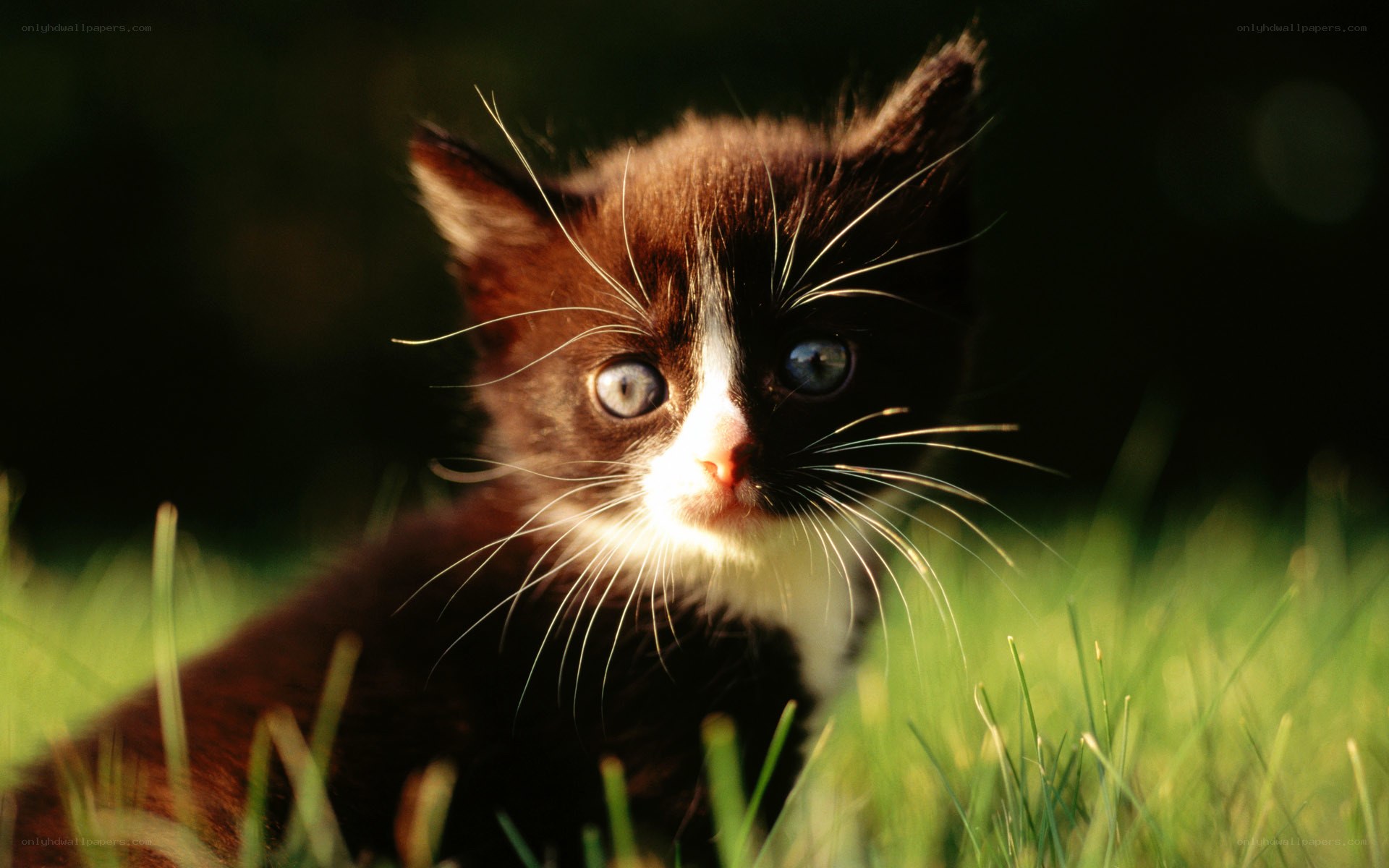 kitten in the grass