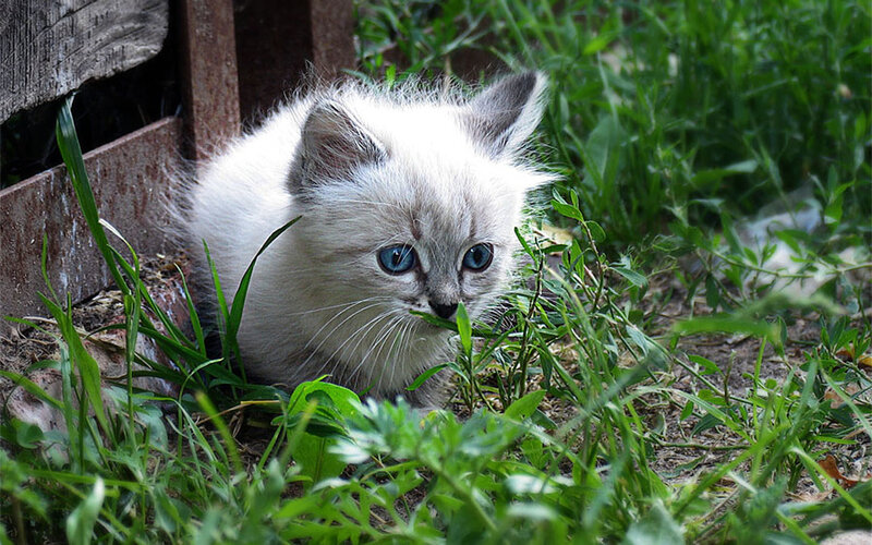 kitten in the grass