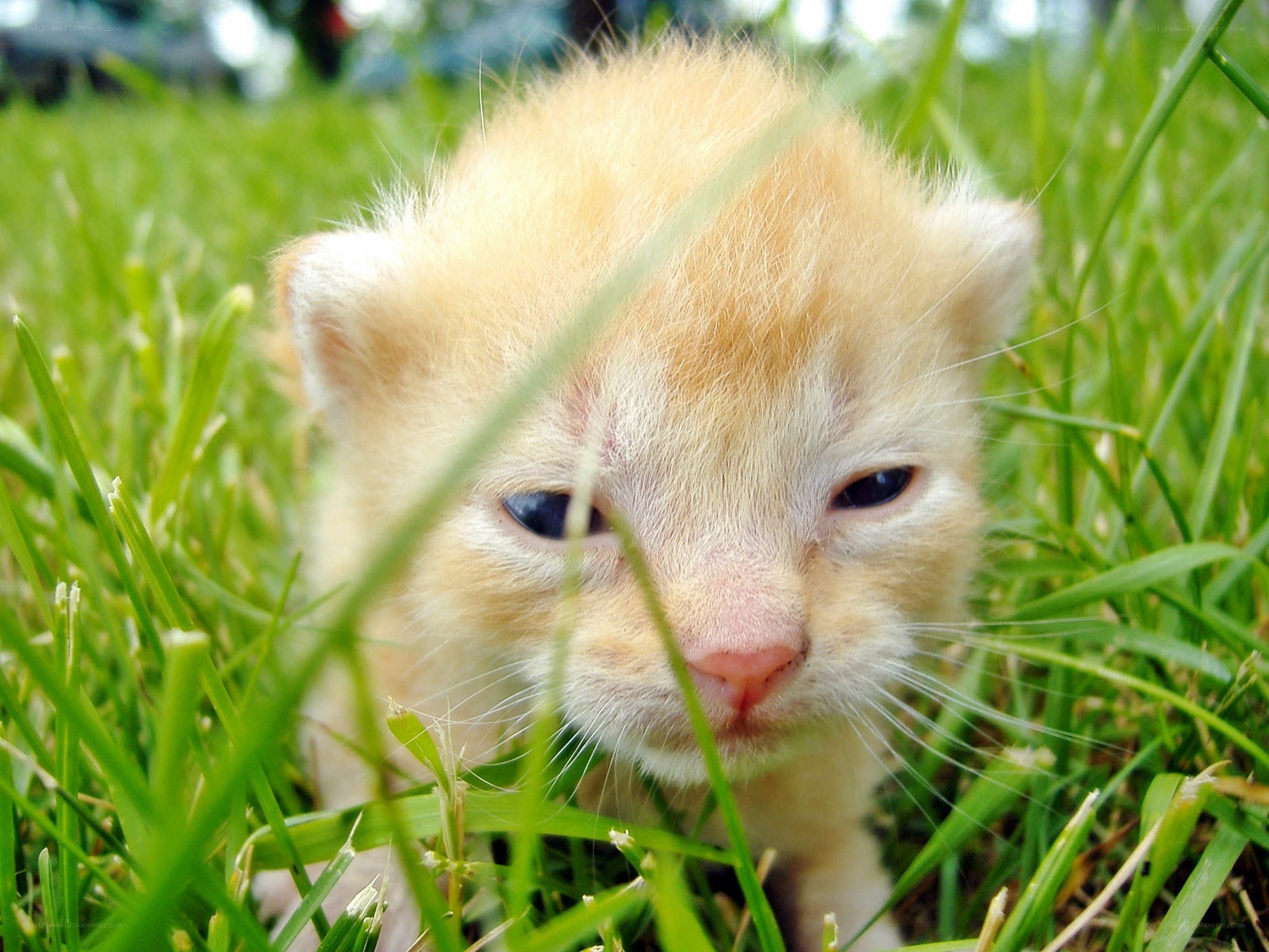 kitten in the grass