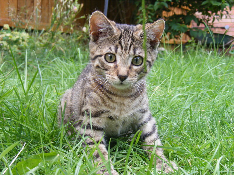 kitten in the grass