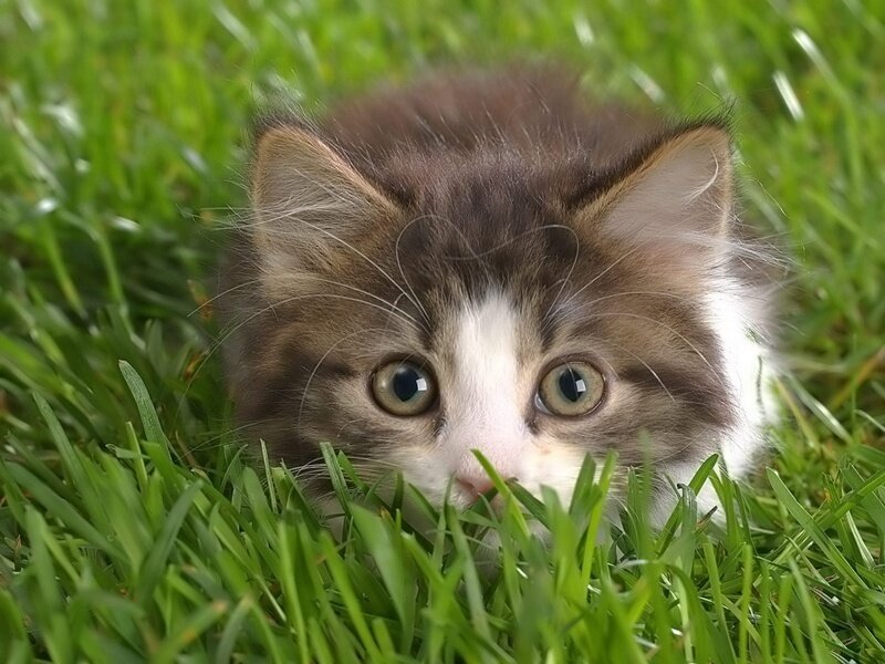 kitten in the grass
