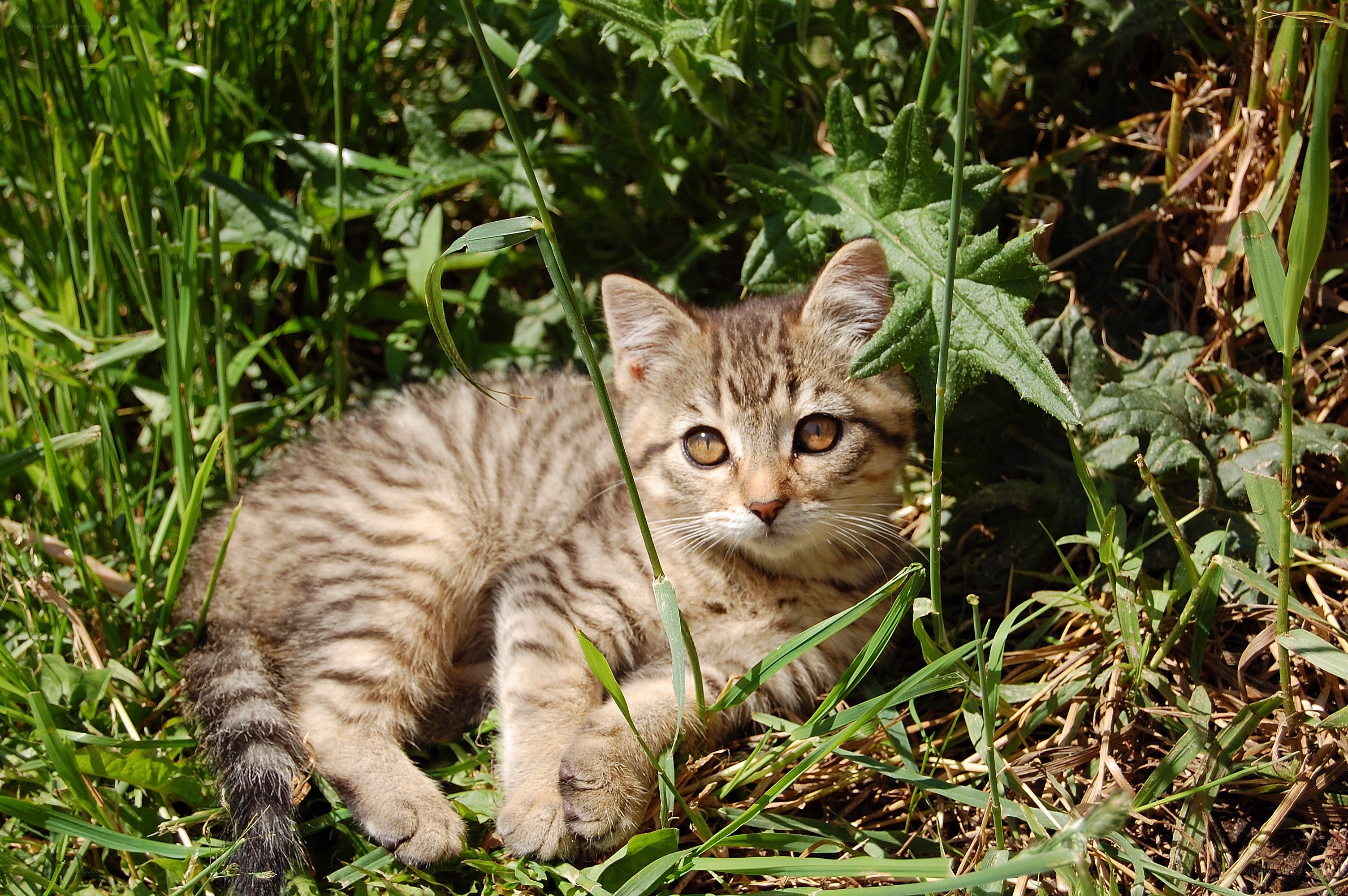 kitten in the grass