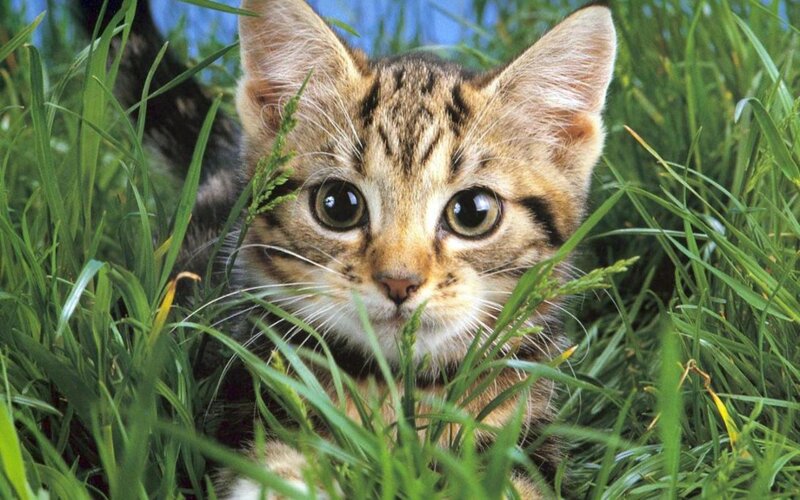 kitten in the grass
