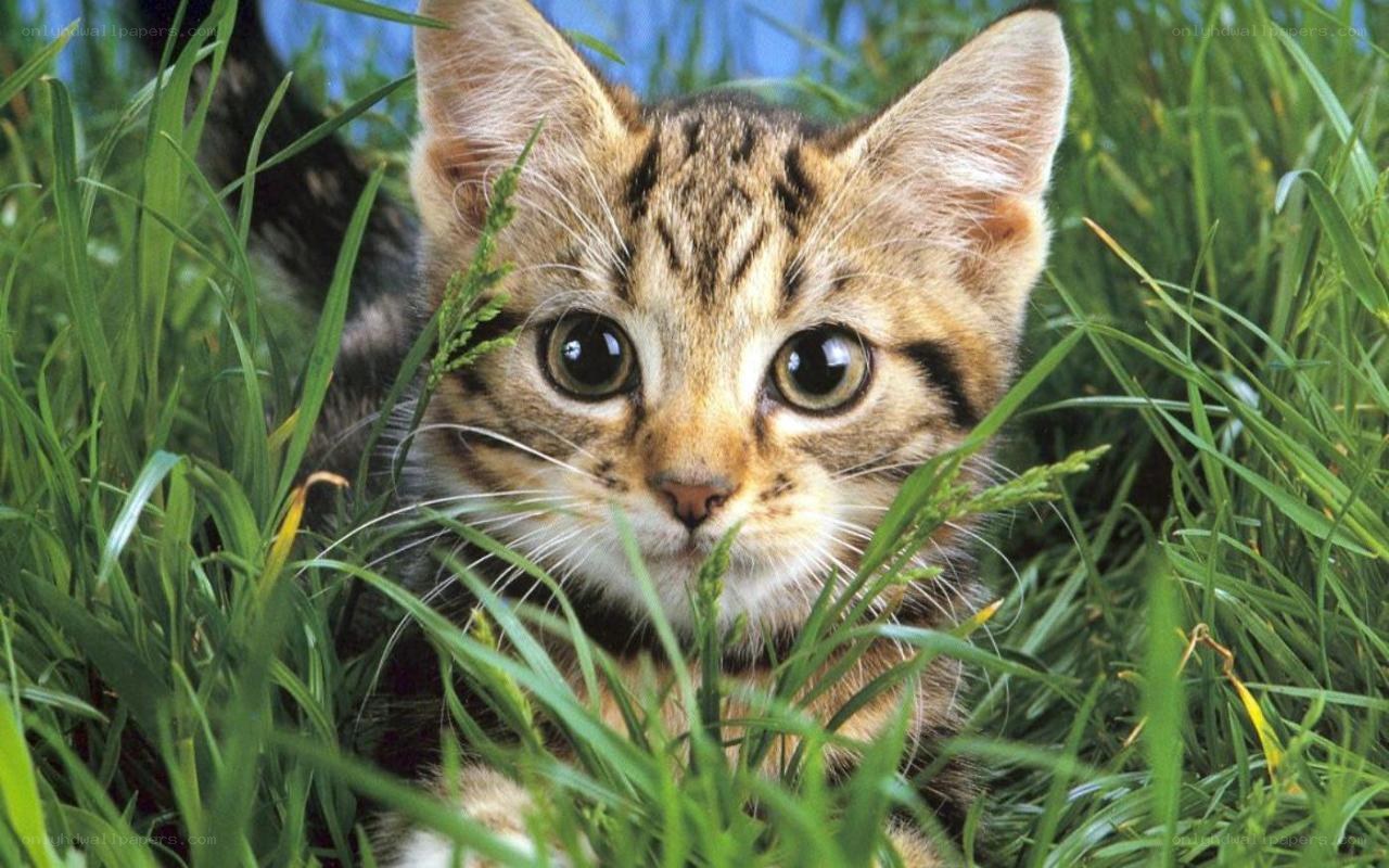 kitten in the grass